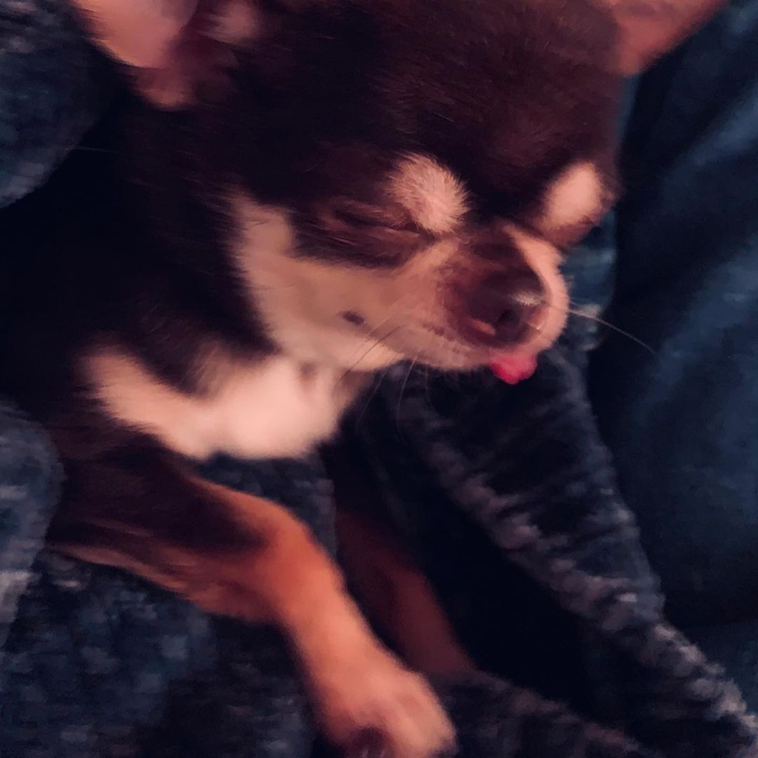 Their dog Bambi survived the fire. Photo / Instagram