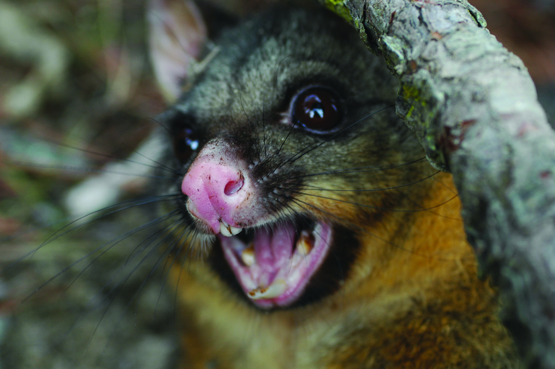 Predators, including possums, are now costing New Zealand's economy and primary sector $3.3 billion a year, Prime Minister John Key said this afternoon. Photo / File