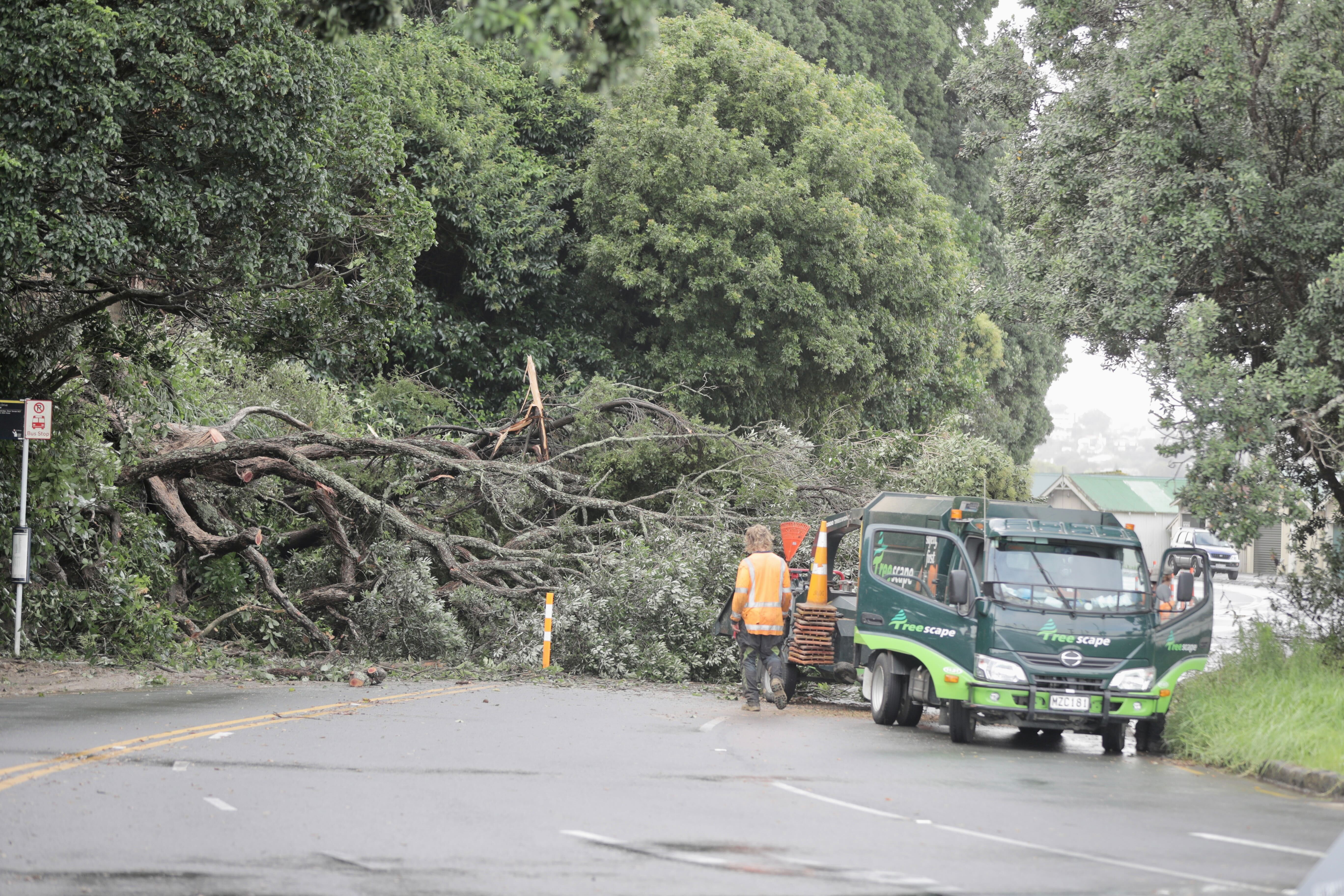 A fallen tree has blocked Ngapipi Rd. Photo / Michael Craig