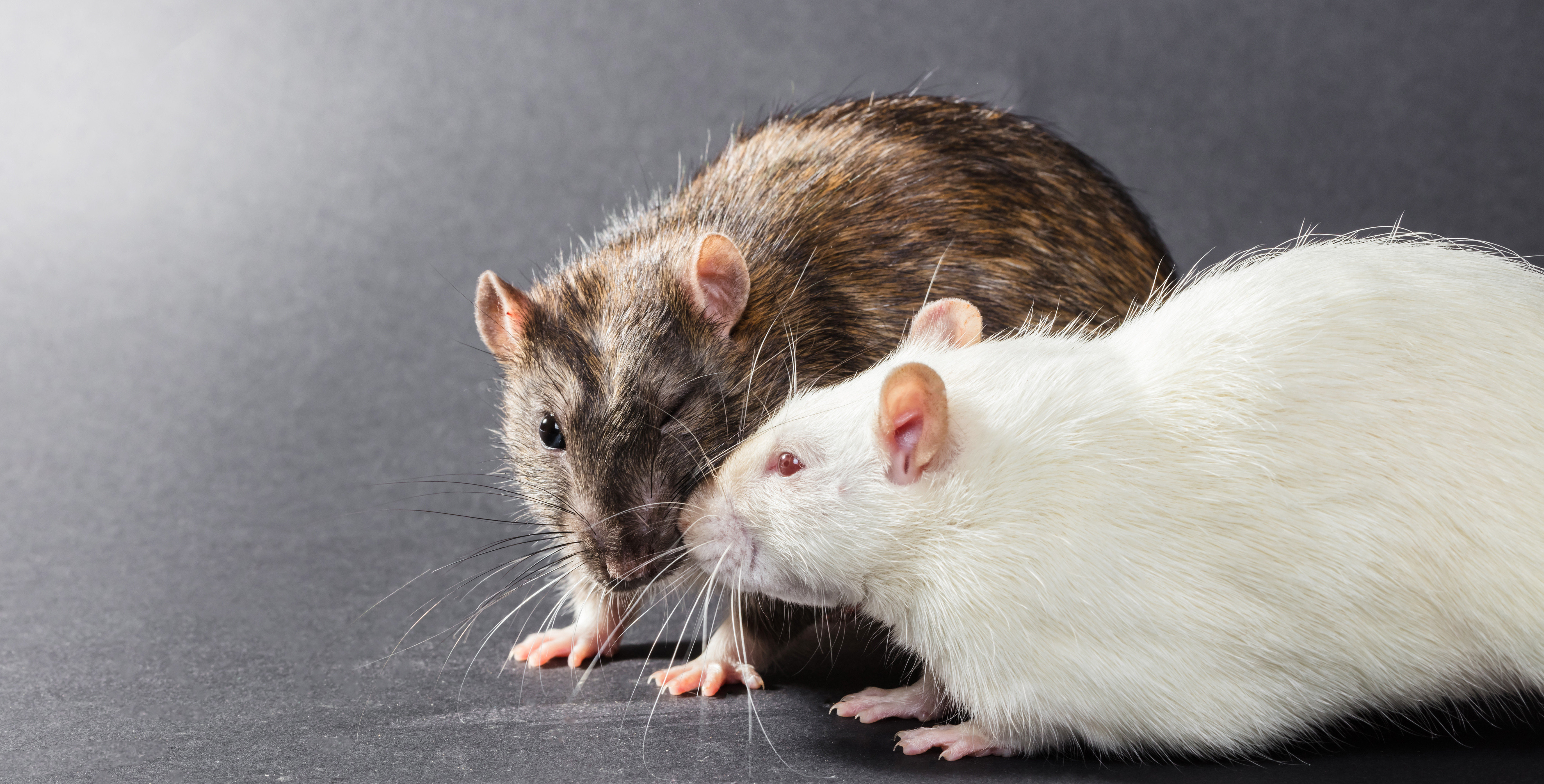 The Nelson Evening Mail reported on plague rats around New Zealand in 1900. Photo / 123RF