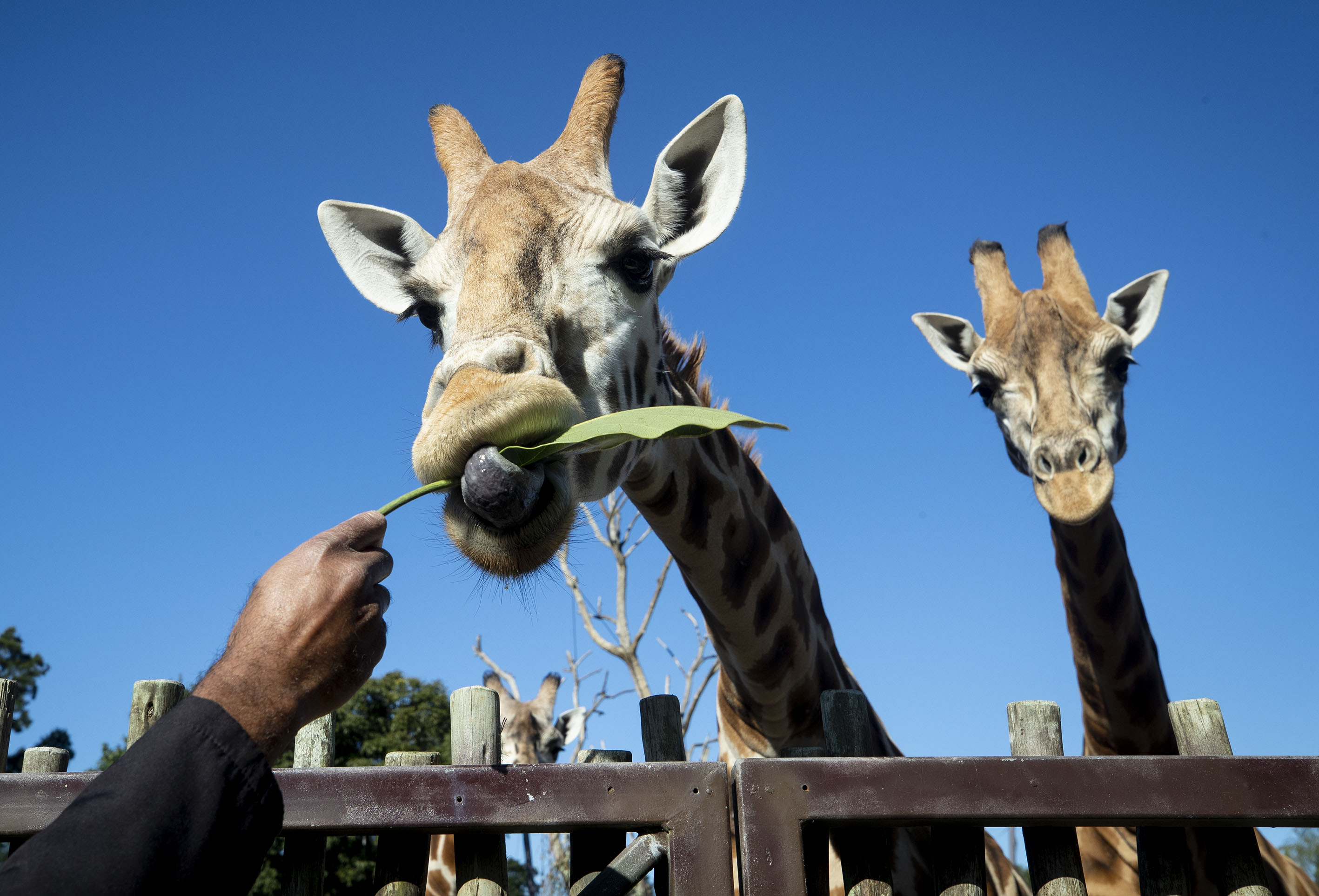 It's a good zoo, but does it make sense to limit the council's development agency to just running facilities and venues? Photo / Dean Purcell