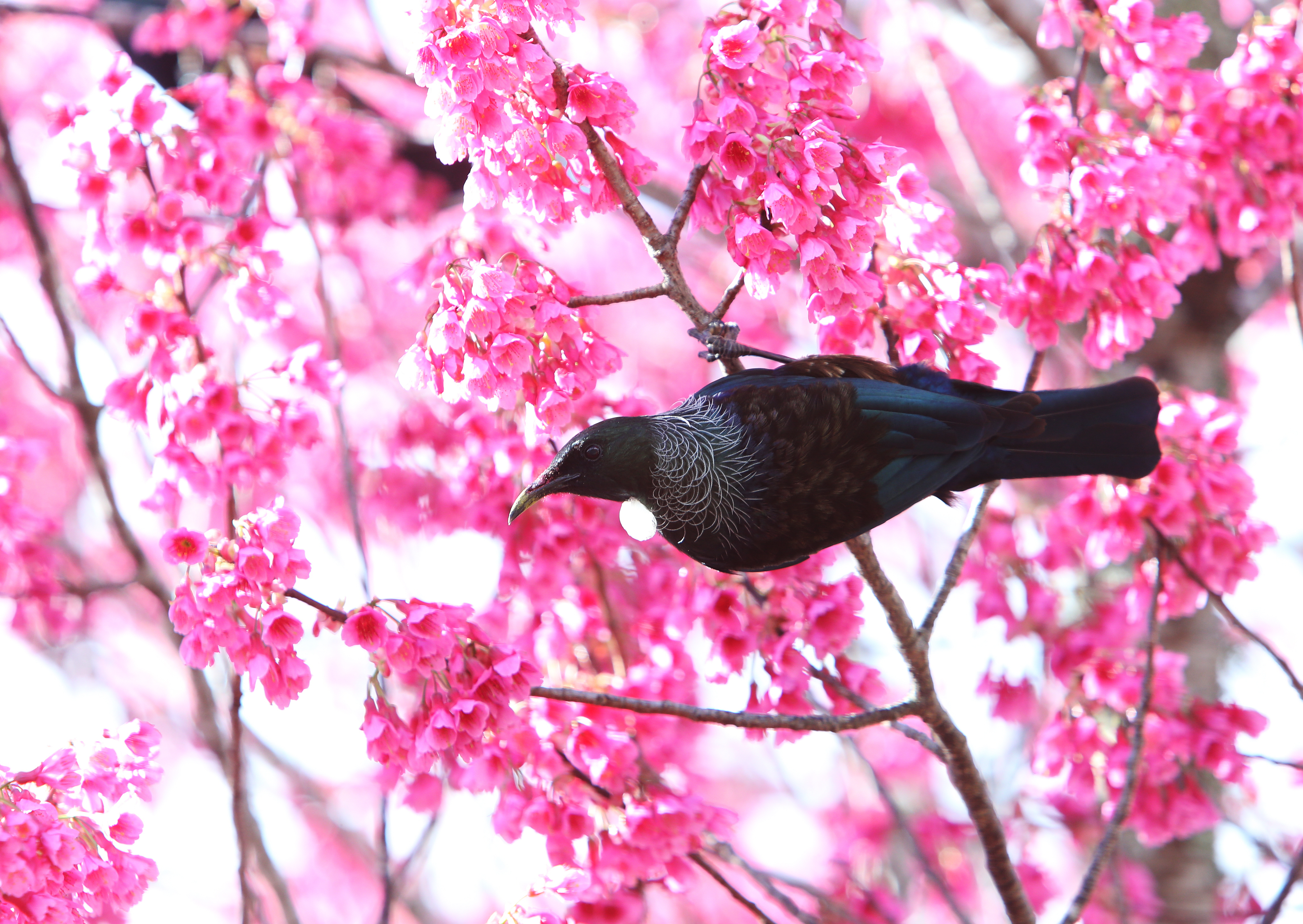 Could Tūī form a government in this Parliament of the Birds? Photo / Michael Cunningham
