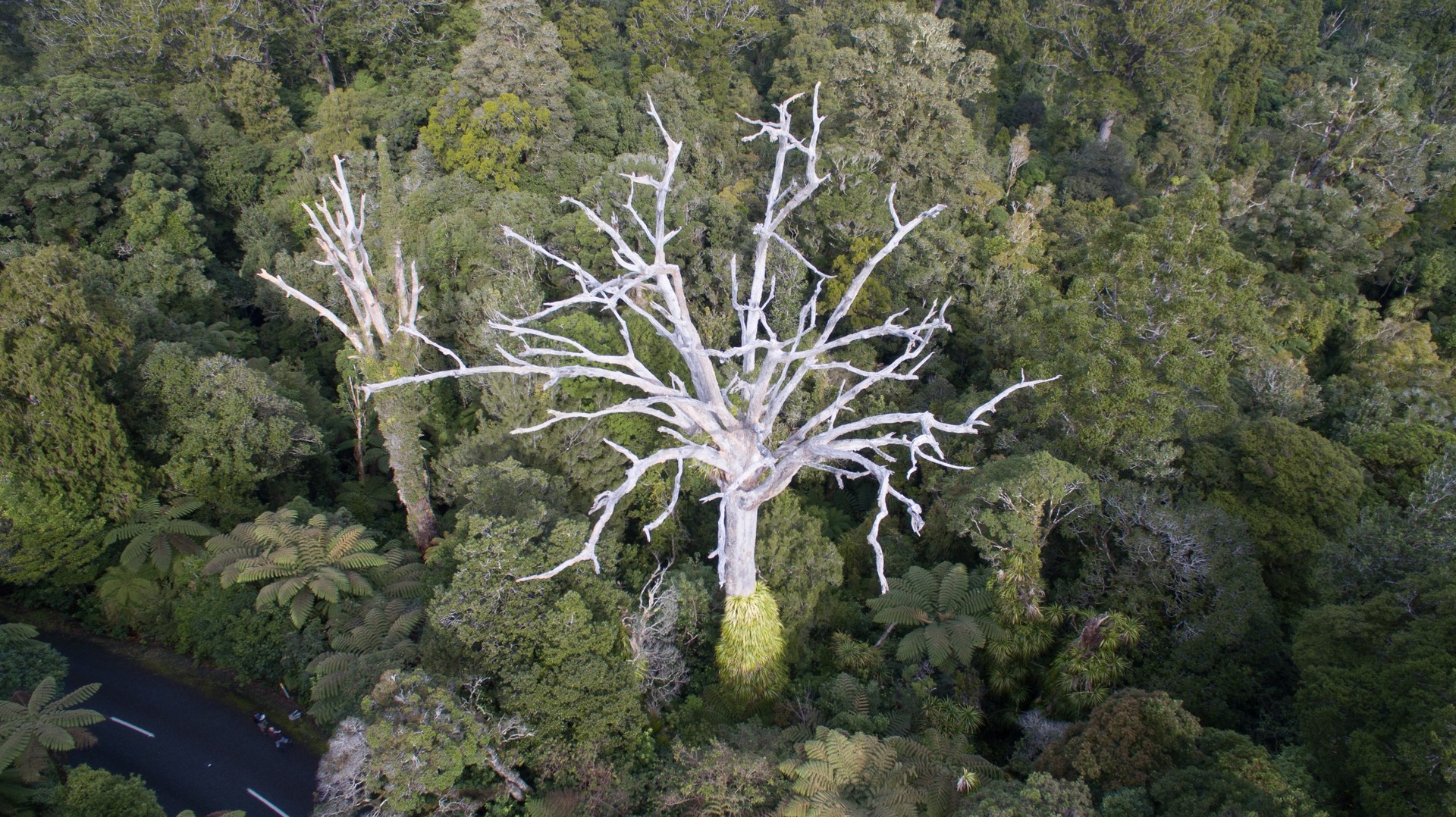 The mighty kauri, only recently classified as threatened, is facing a tree-killing disease. Photo / File