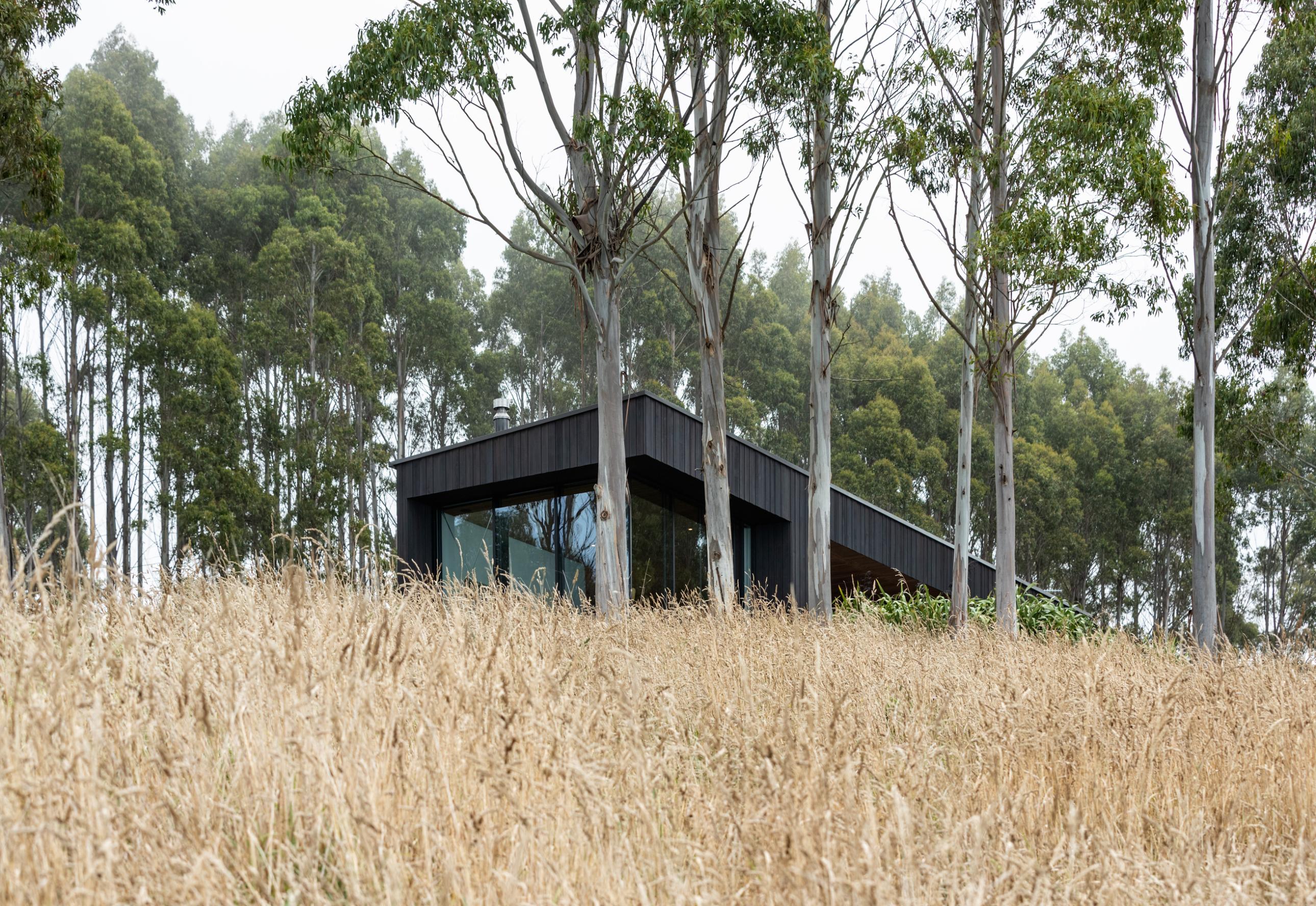 The two parts of the house are screened in a grove of eucalyptus. Photo / Simon Devitt