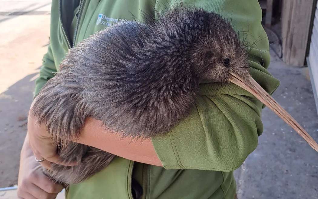 New Zealand has the highest proportion of threatened species anywhere in the world. Photo / Department of Conservation