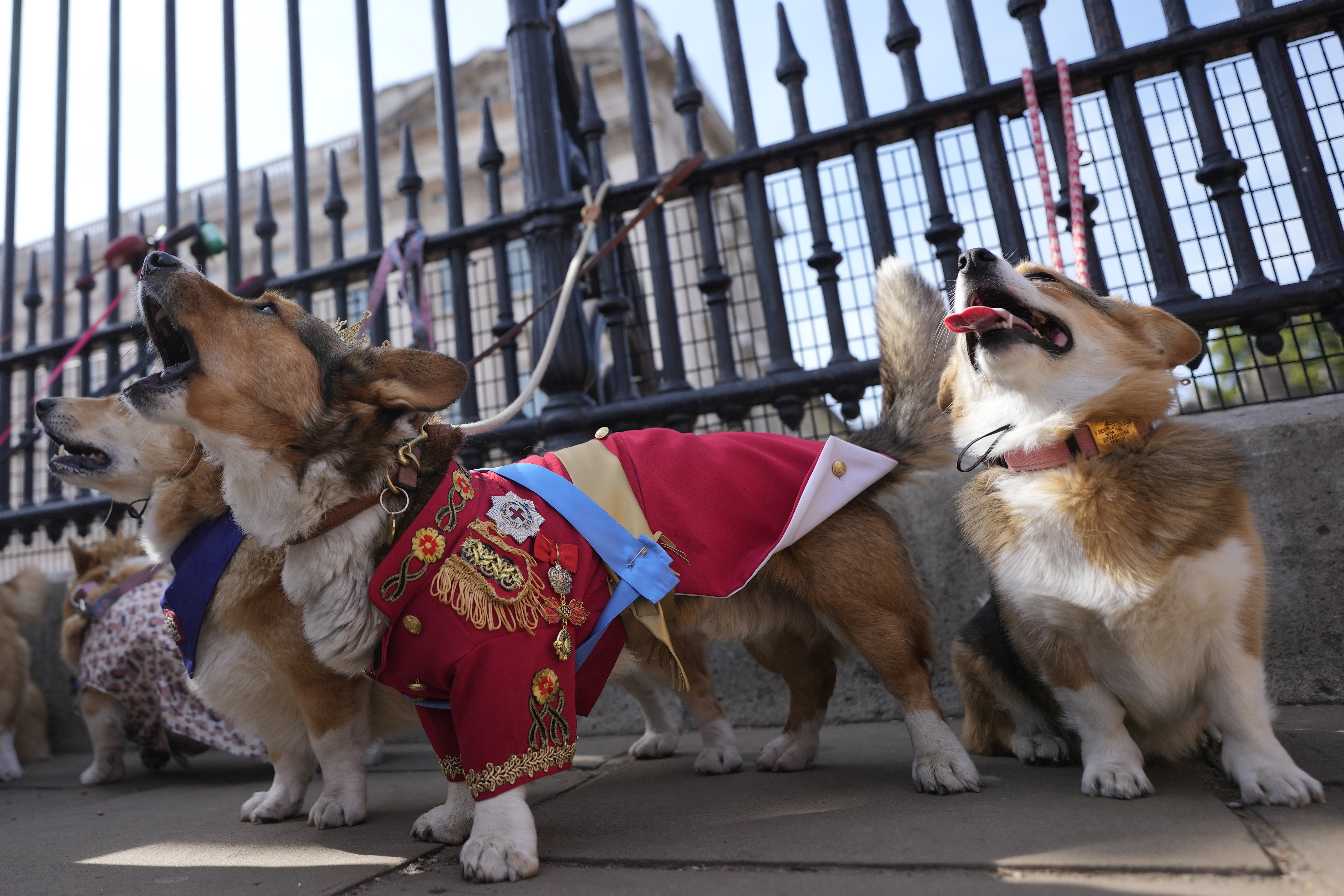 Ruffus, a Cardiganshire corgi, takes part in a parade of corgi dogs outside Buckingham Palace. Photo / AP
