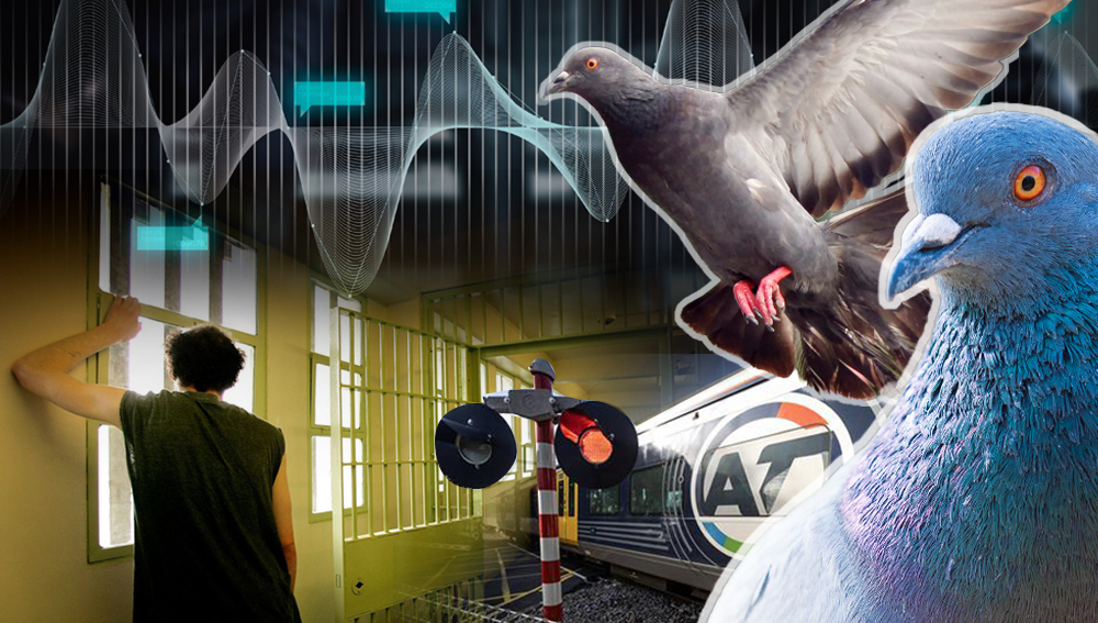 Transport and prison bosses have formed an axis of resistance, deploying high-tech devices to stop aerial bombardment from prolifically pooing pigeons. NZME Graphic / Jason Oxenham, Doug Sherring, 123RF
