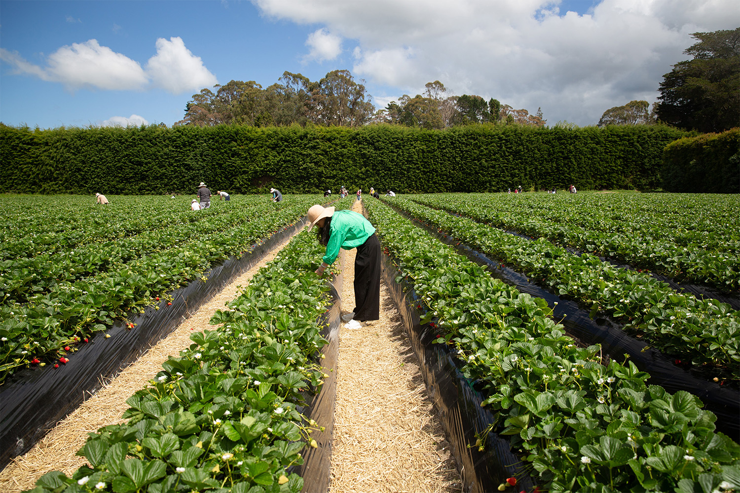 Berry fields across Auckland are welcoming people to pick their own produce. Photo / Sylvie Whinray