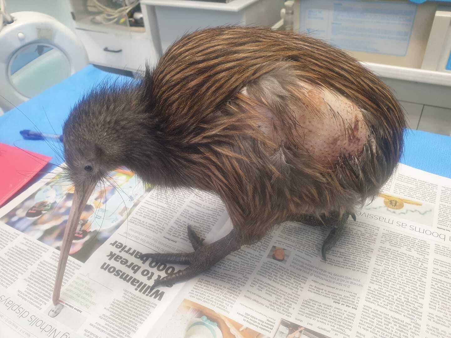 This kiwi is lucky to be alive after being mauled by a dog near Kerikeri. Photo / Whangārei Native Bird Recovery Centre.