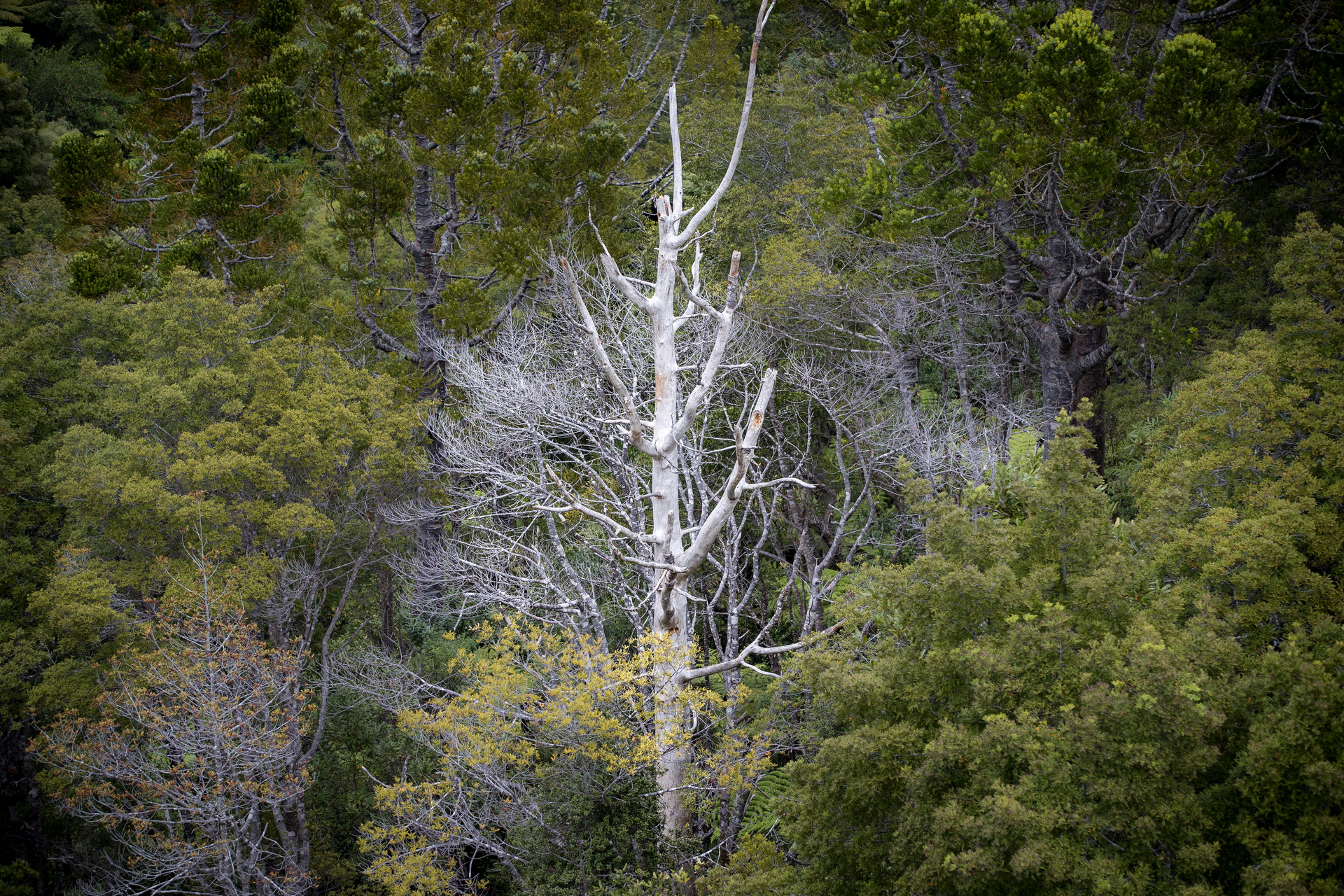 Kauri dieback on the Maungaroa Ridge, Piha. Photo / Michael Craig