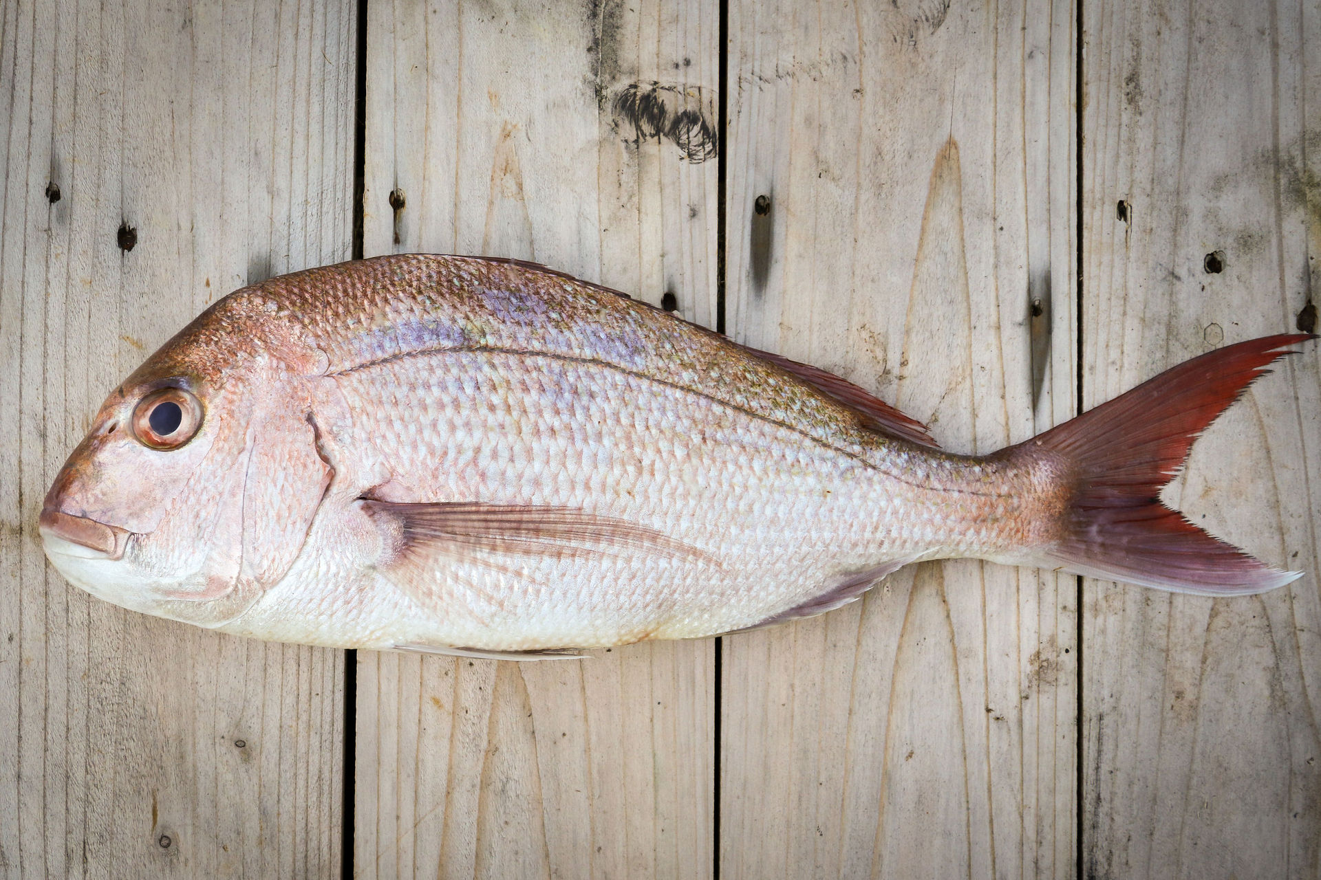 Instead of snapper why not opt for kahawai? Photo / 123rf