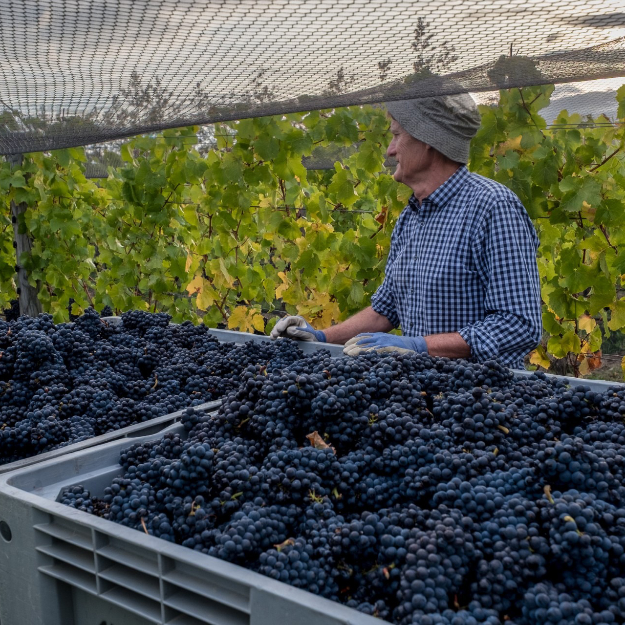 Doctor's Flat vineyard