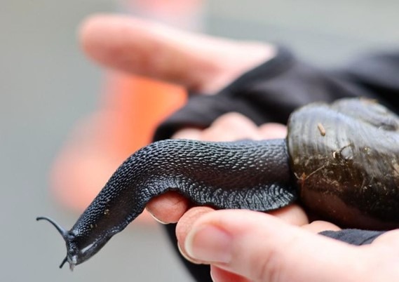 One of the many adult pupurangi/kauri snails found while work continues on SH1 over the Mangamukas in the Far North.