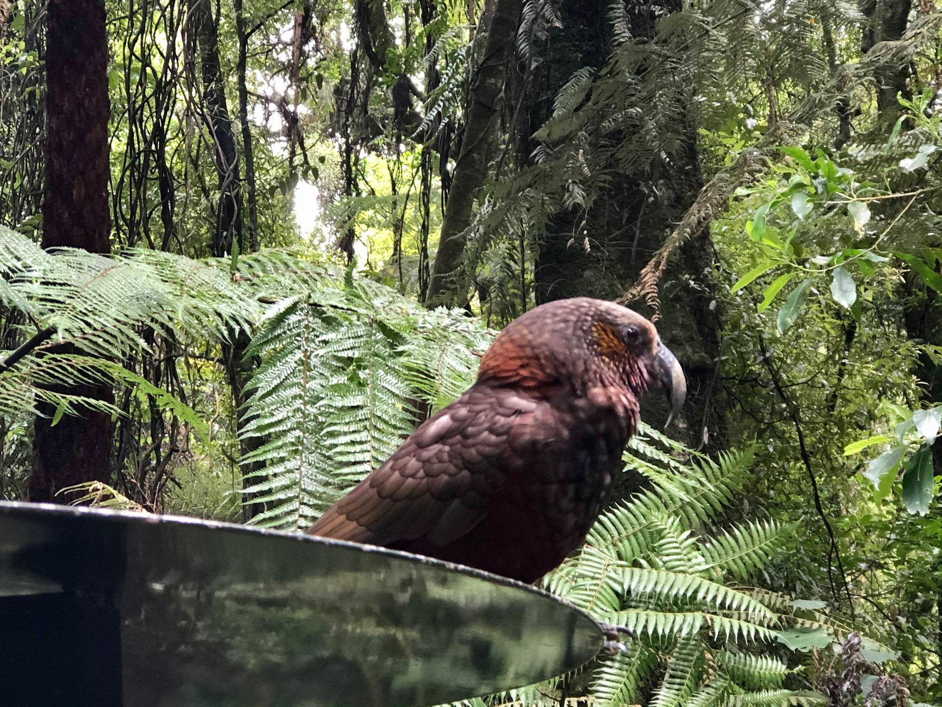 Maungatautari's Sanctuary Mountain is home to kaka and other indigenous birds. Photo / Michelle Langstone