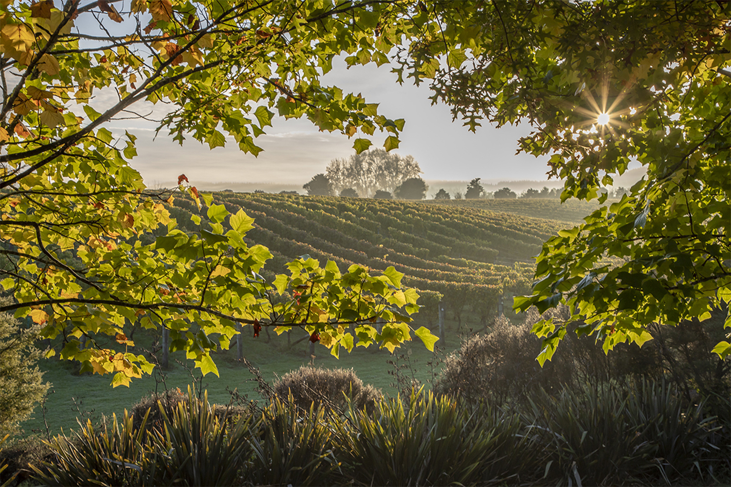A breathtaking view from Westbrook Winery. Photo / Supplied.