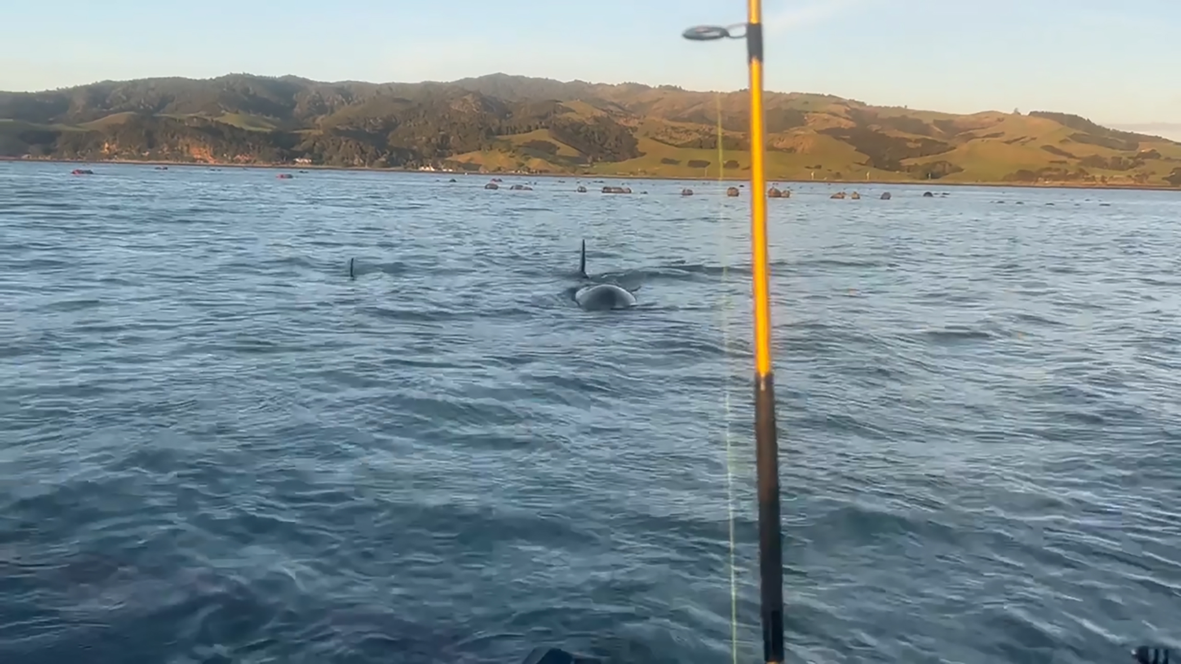 The orca came right up to the fisherman while he fished off his jetski. Photo / Supplied