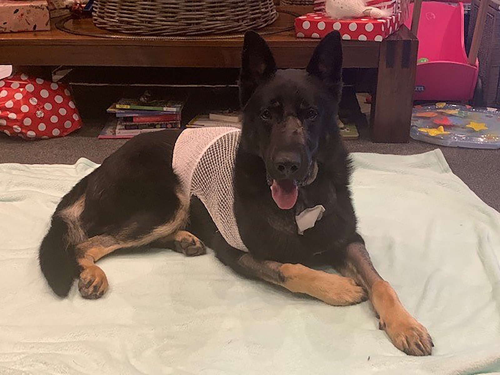 The heroic Northland police dog critically injured in last week's shootout has returned home in time for Christmas. Photo / Supplied