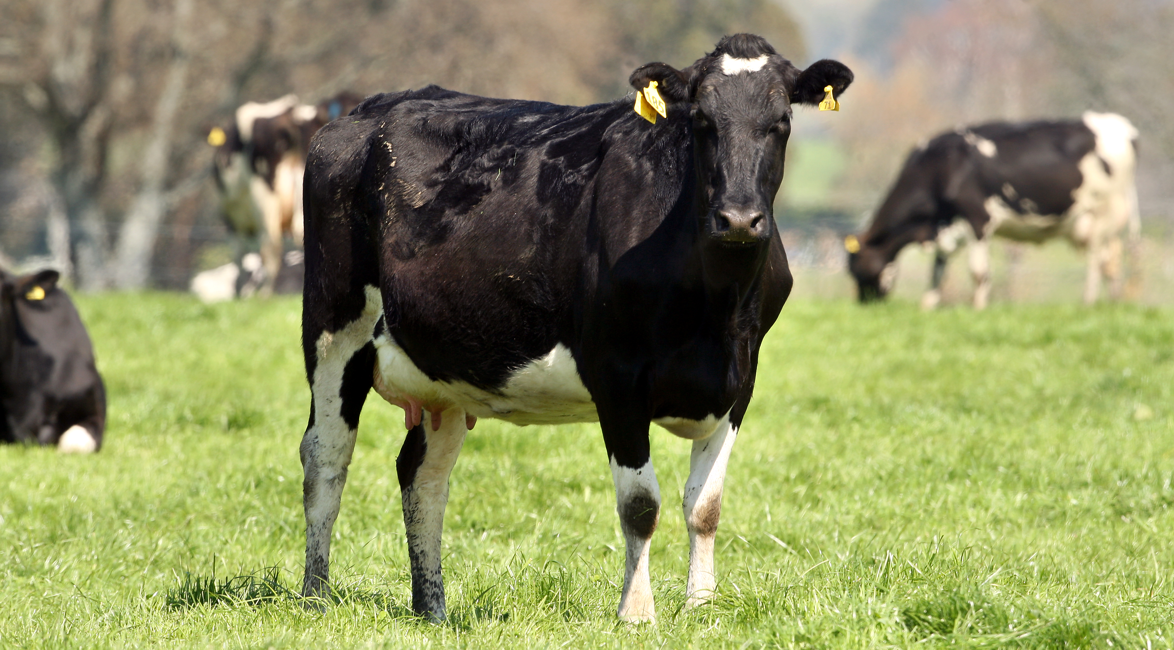 A farm worker in Texas contracted H5N1 avian influenza amid an outbreak in dairy cattle. Photo / Ben Fraser