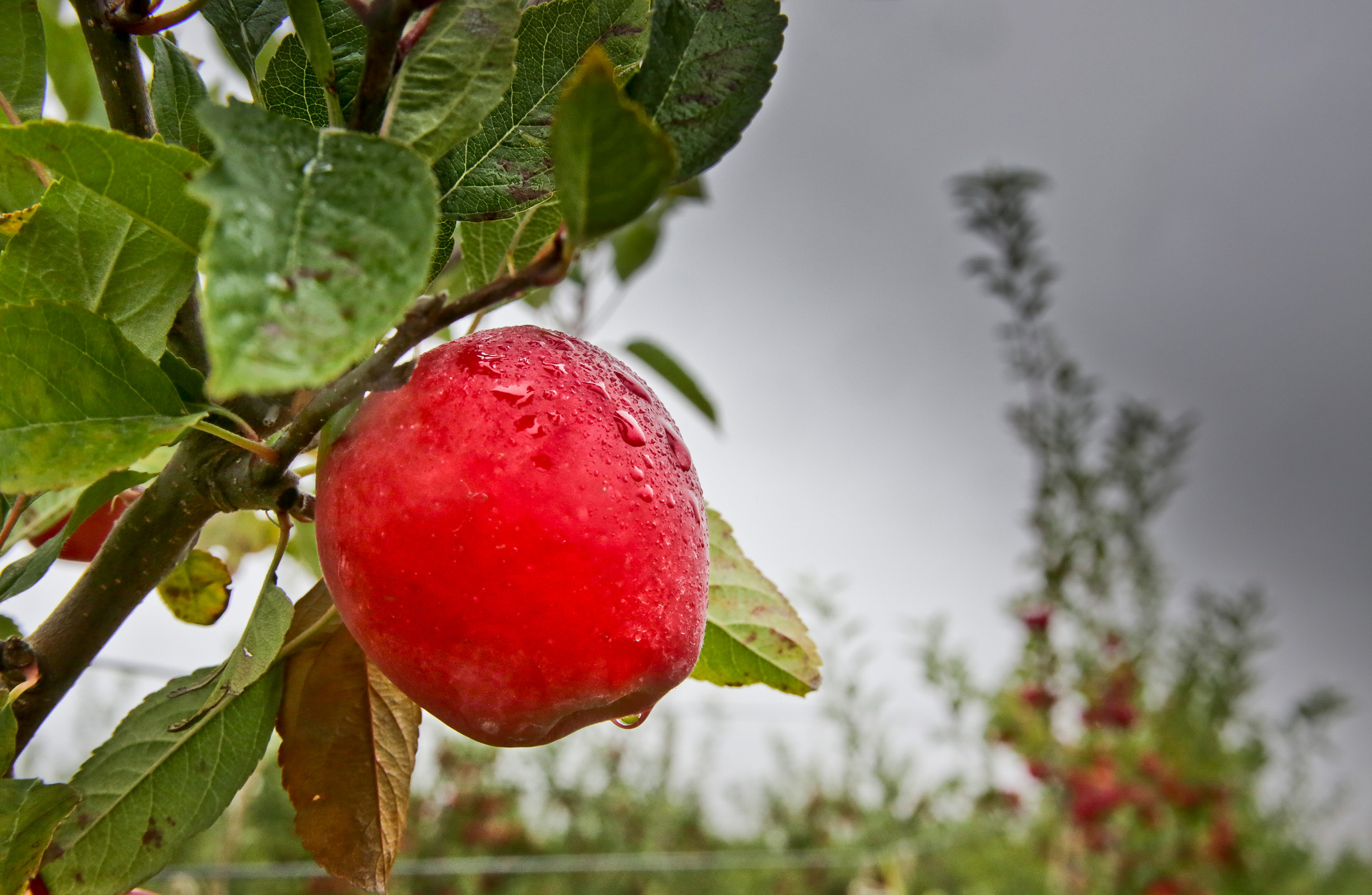 Apple grower Rockit Global has benefited from investment from Pioneer Capital. Photo / Warren Buckland