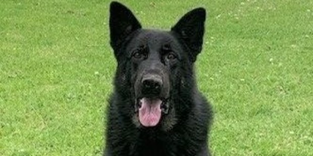 Police dog Arnie was shot by a man fleeing police in Dargaville on December 1, 2020. Arnie recovered from serious injuries but was unable to return to his usual police duties. Photo / Supplied