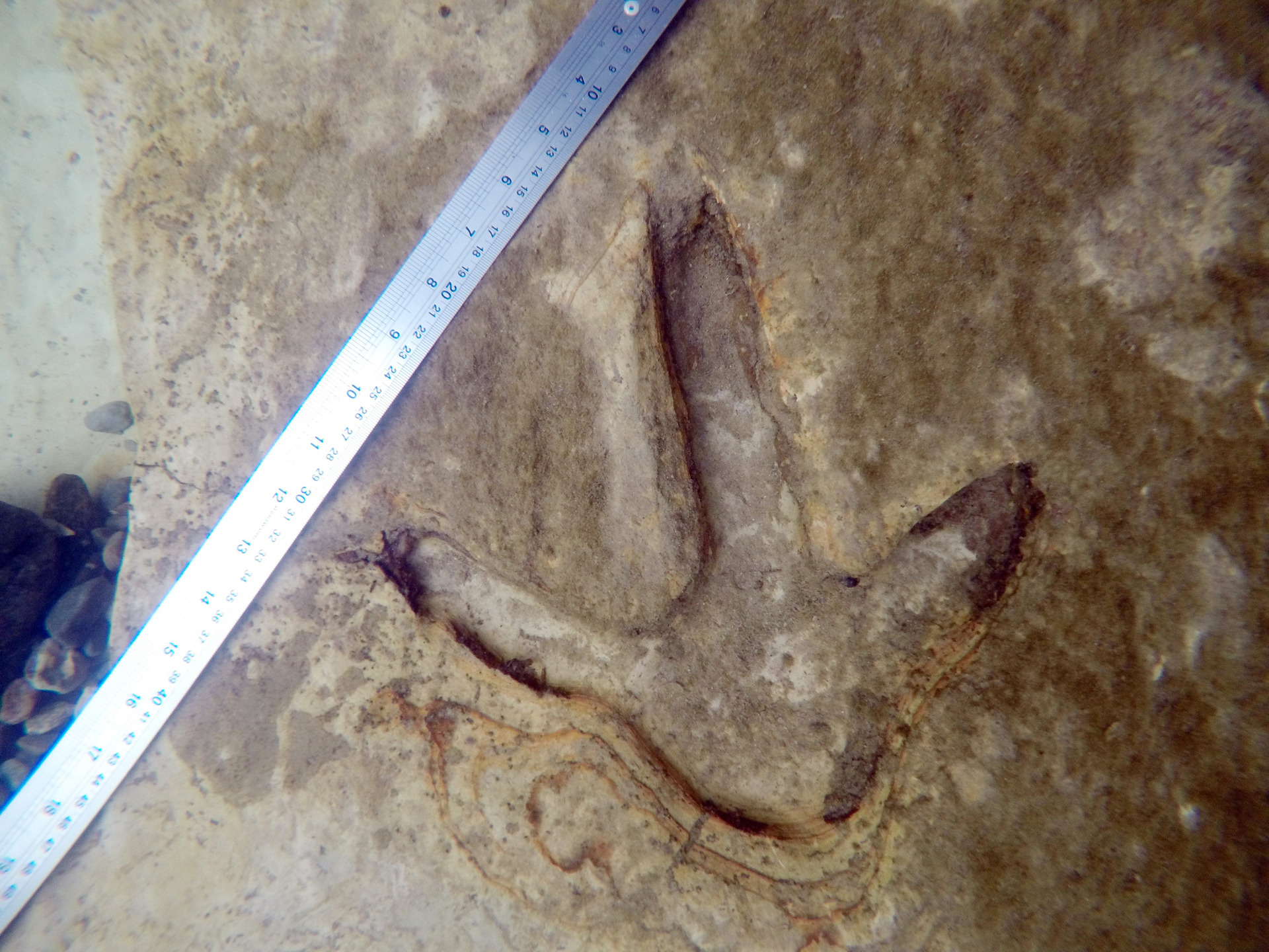 Set in stone . . . Moa footprints near Kyeburn. Photo/ supplied.