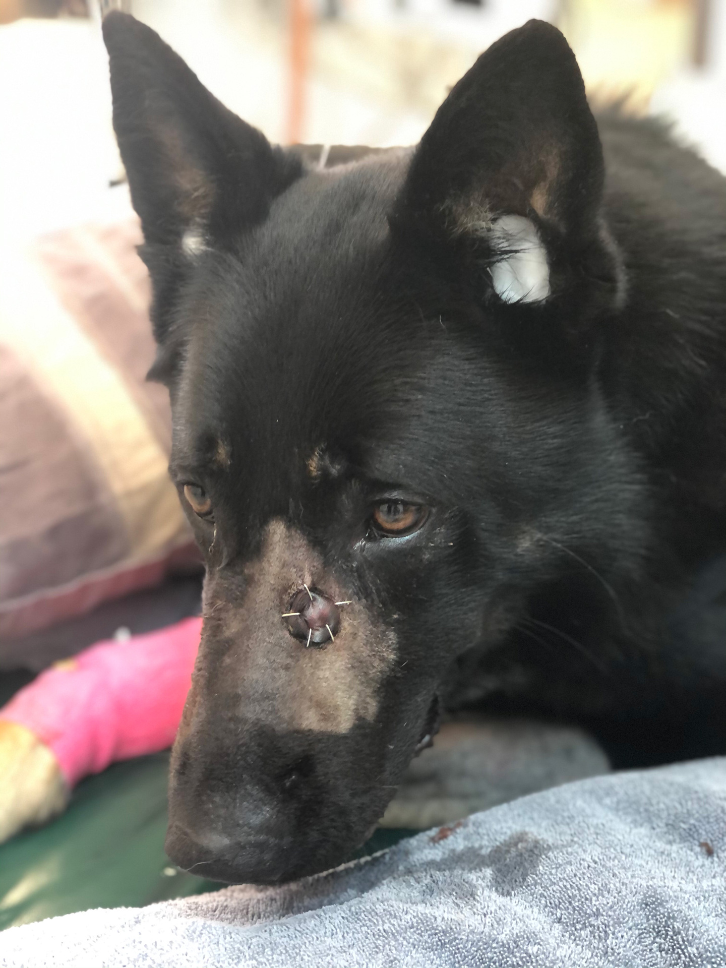 The Police dog injured after being shot near Tangowahine, west of Whangārei, last December.