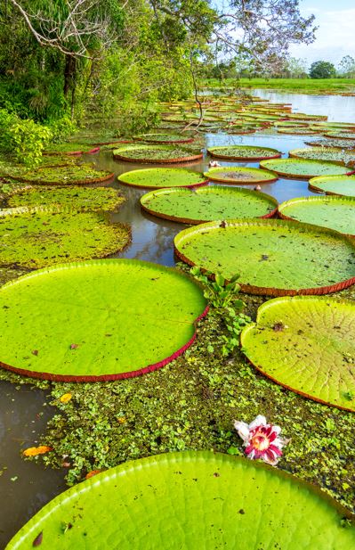 On small swamps the lotus Victoria amazonica blooms; its green pads are huge. Photo / Getty Images