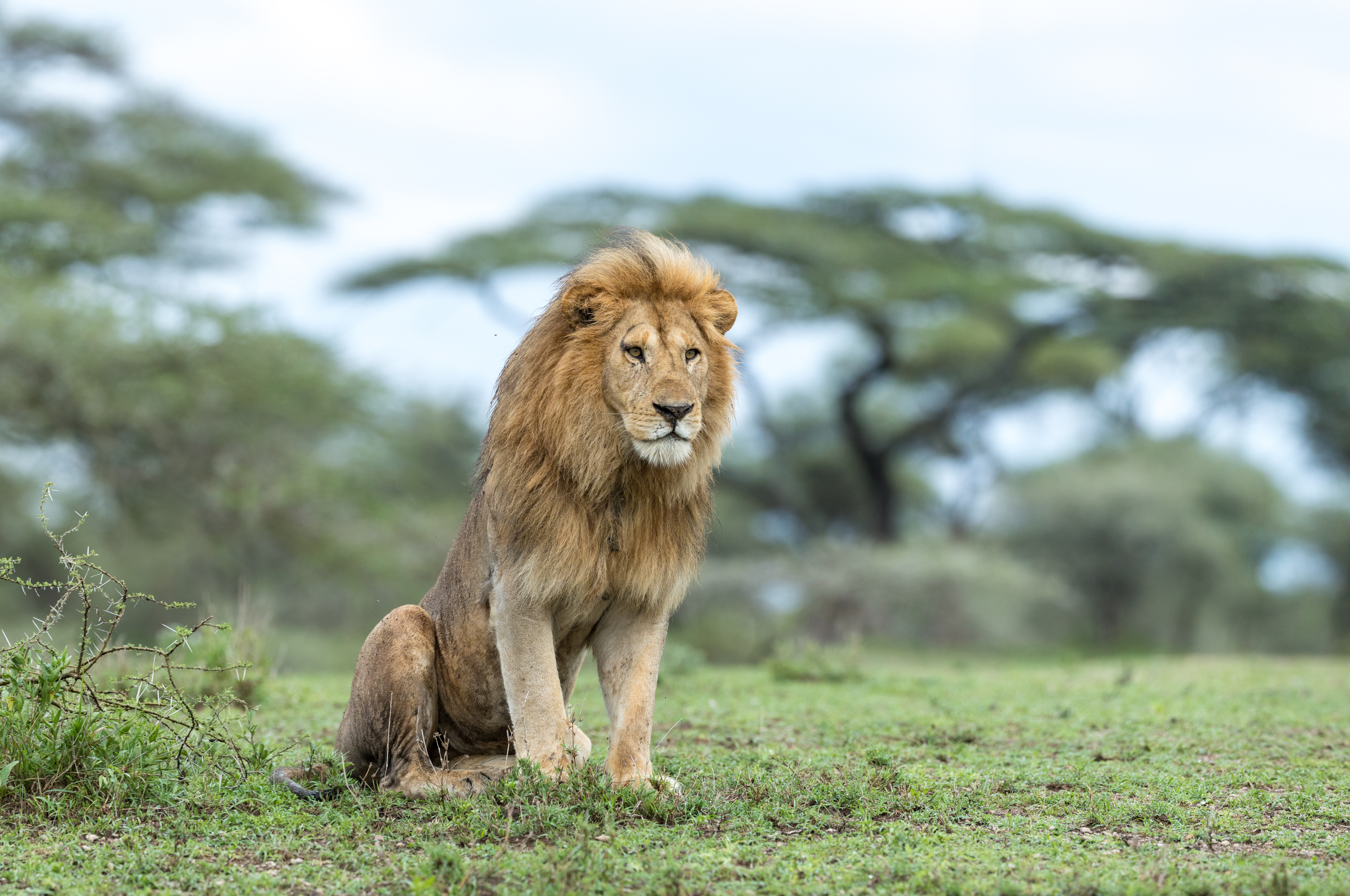 The Ngorongoro Conservation Area in Tanzania is home to one of the world’s biggest wildlife migrations – a real-life Lion King adventure. Photo / 123rf