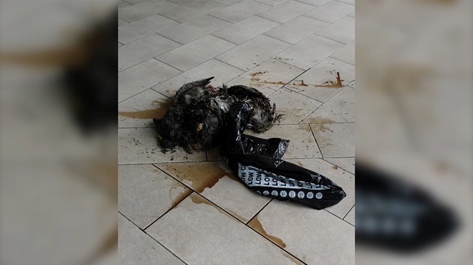 Maggot-infested birds and eels were dumped outside the Takapuna office of Auckland Council today. Photo / supplied