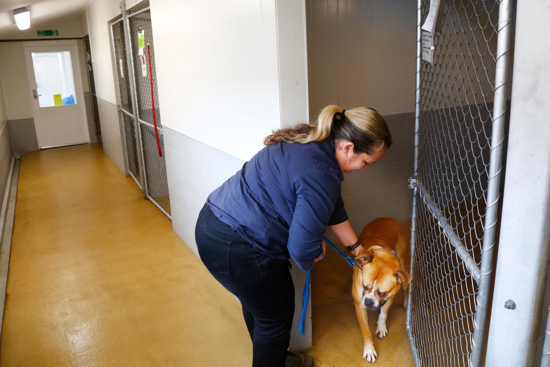 Wanganui store dog pound