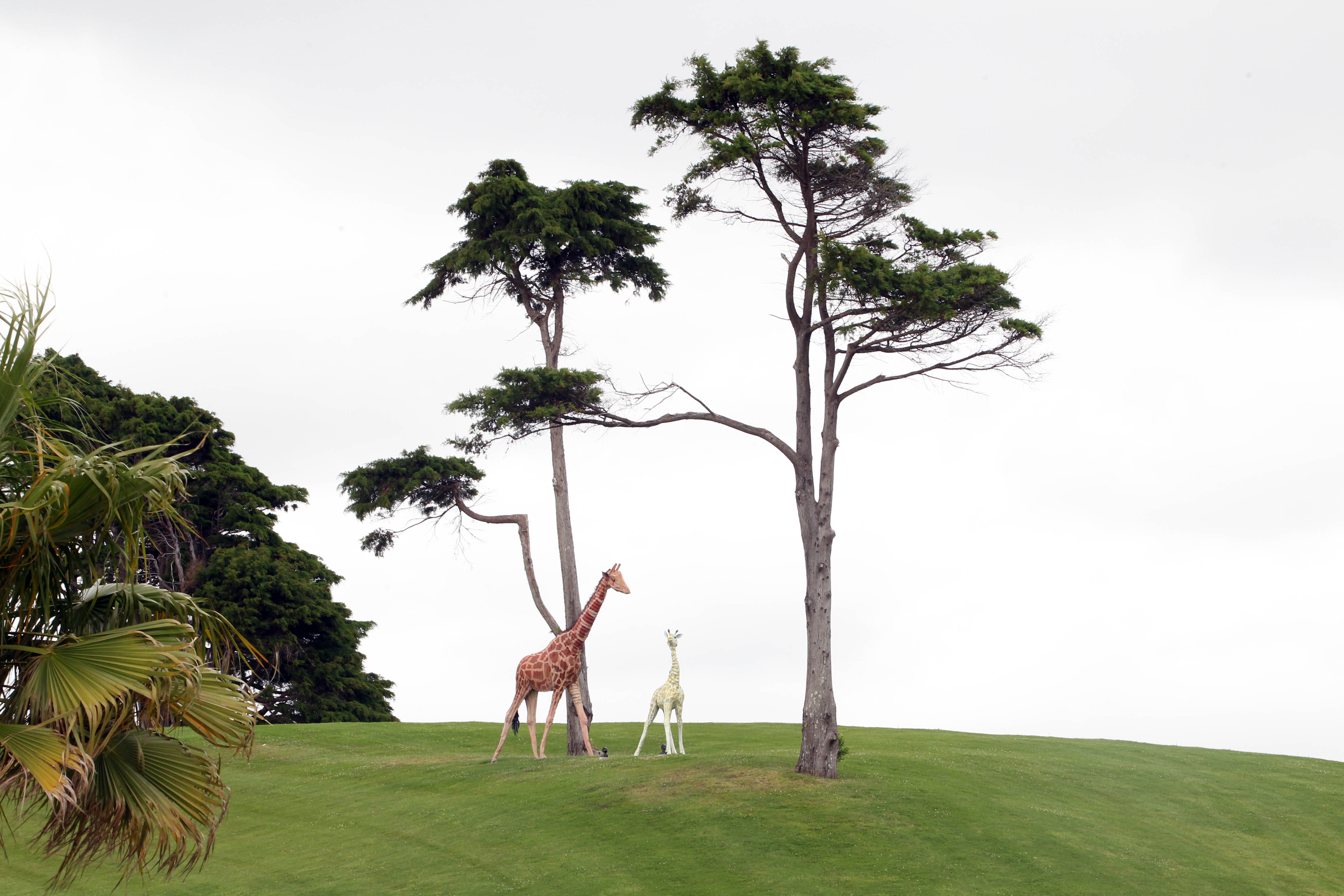 The Mowbrays fell in love with the life-size giraffe sculpture (left) on the lawn of the mansion and have named him Gizzy. Photo / Jason Dorday