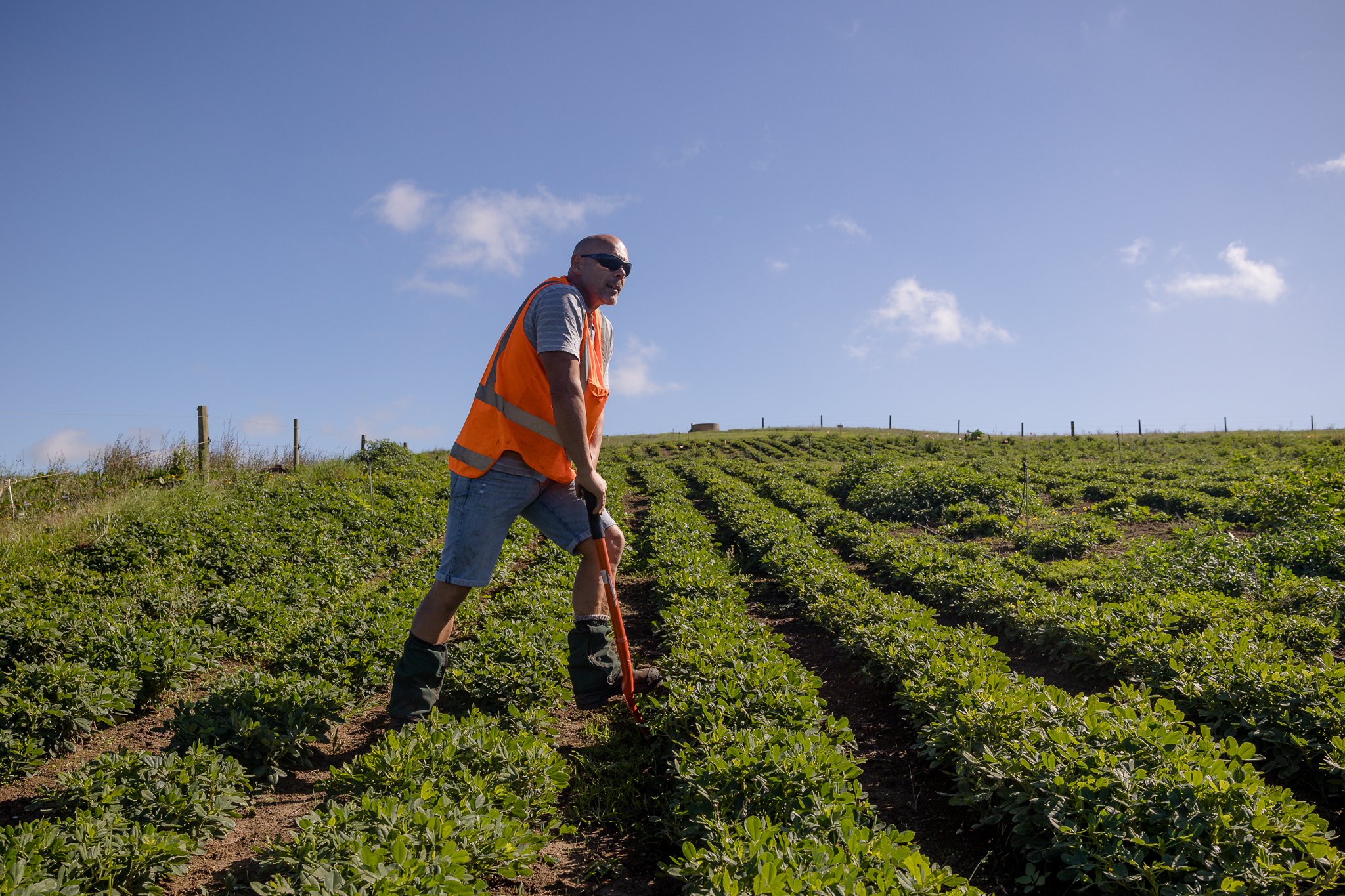 Northland's peanut trials are entering their third year. Photo / Northland Inc