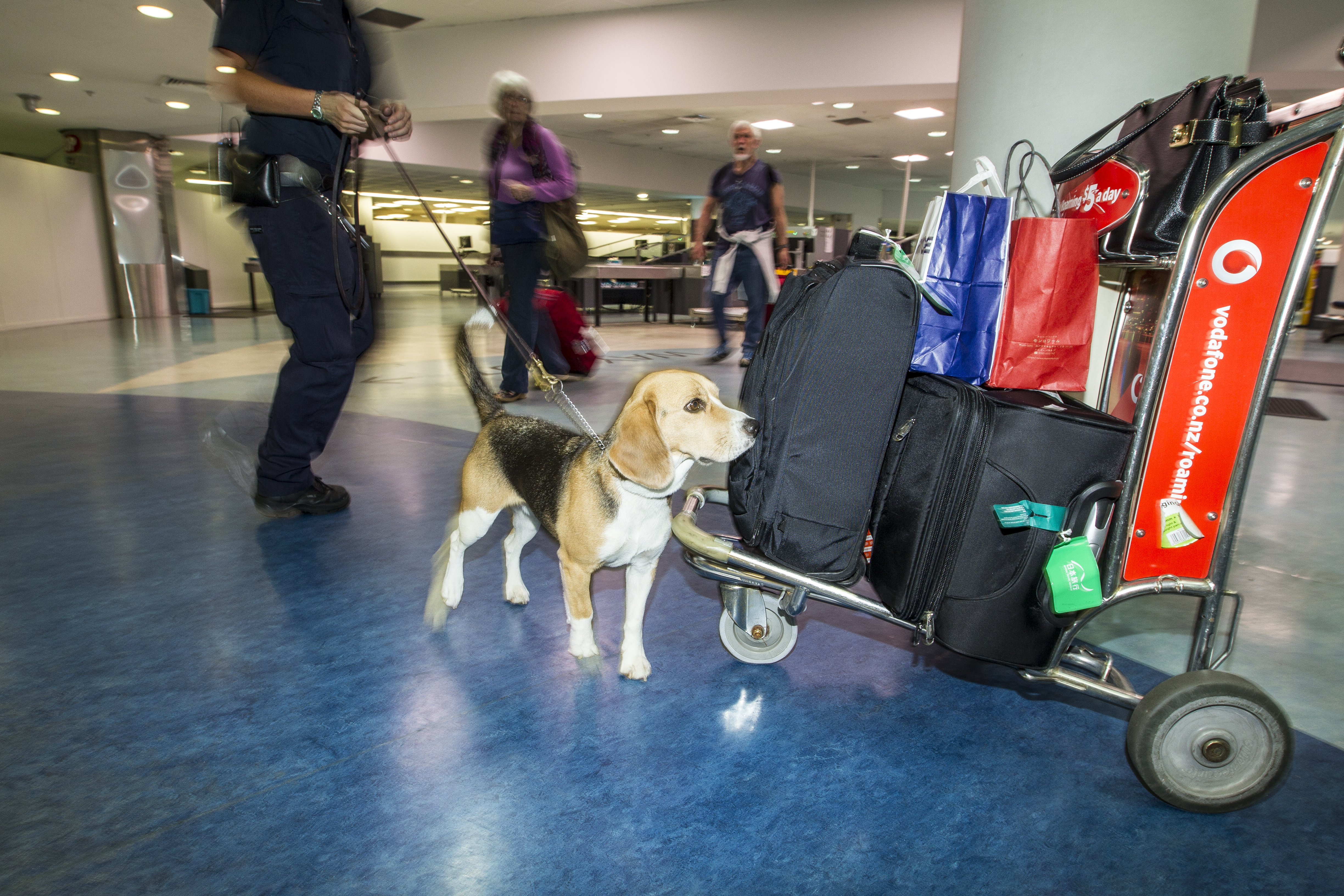 Ministry for Primary Industries' trial of an express lane for Auckland Airport's international arrivals aims to cut down unacceptable queues. Photo / Michael Craig