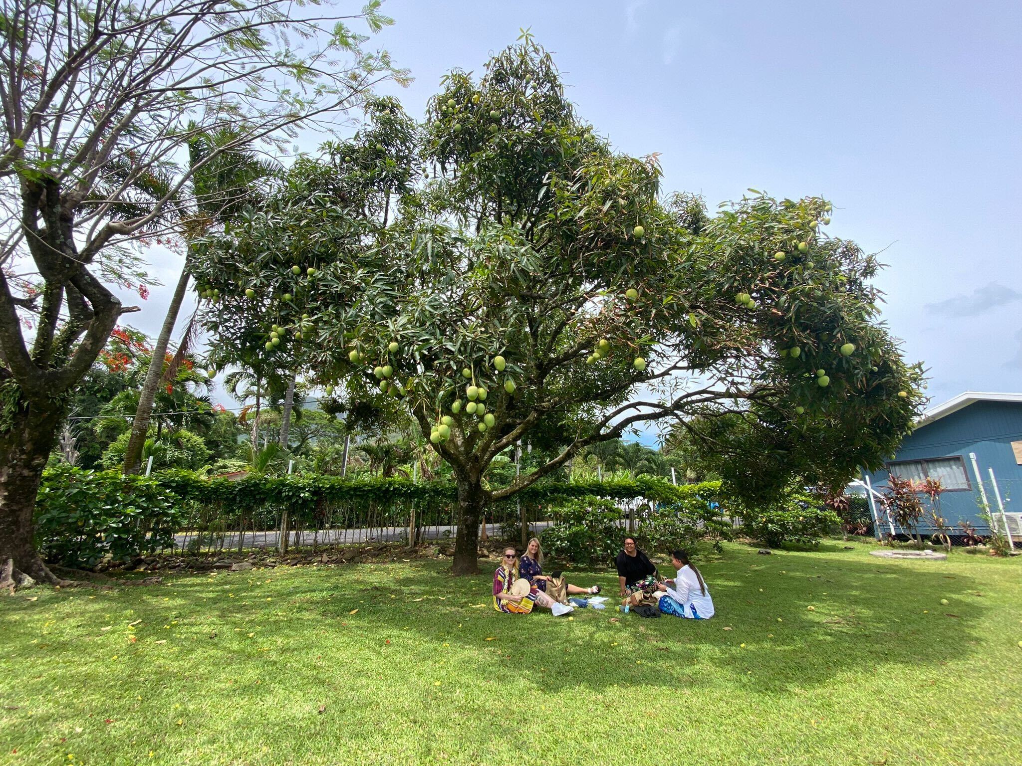 The large mango tree outside Cook Islands Prime Minister Mark Brown's office in Rarotonga is the perfect spot for reporters filing their stories. Photo / John Pulu