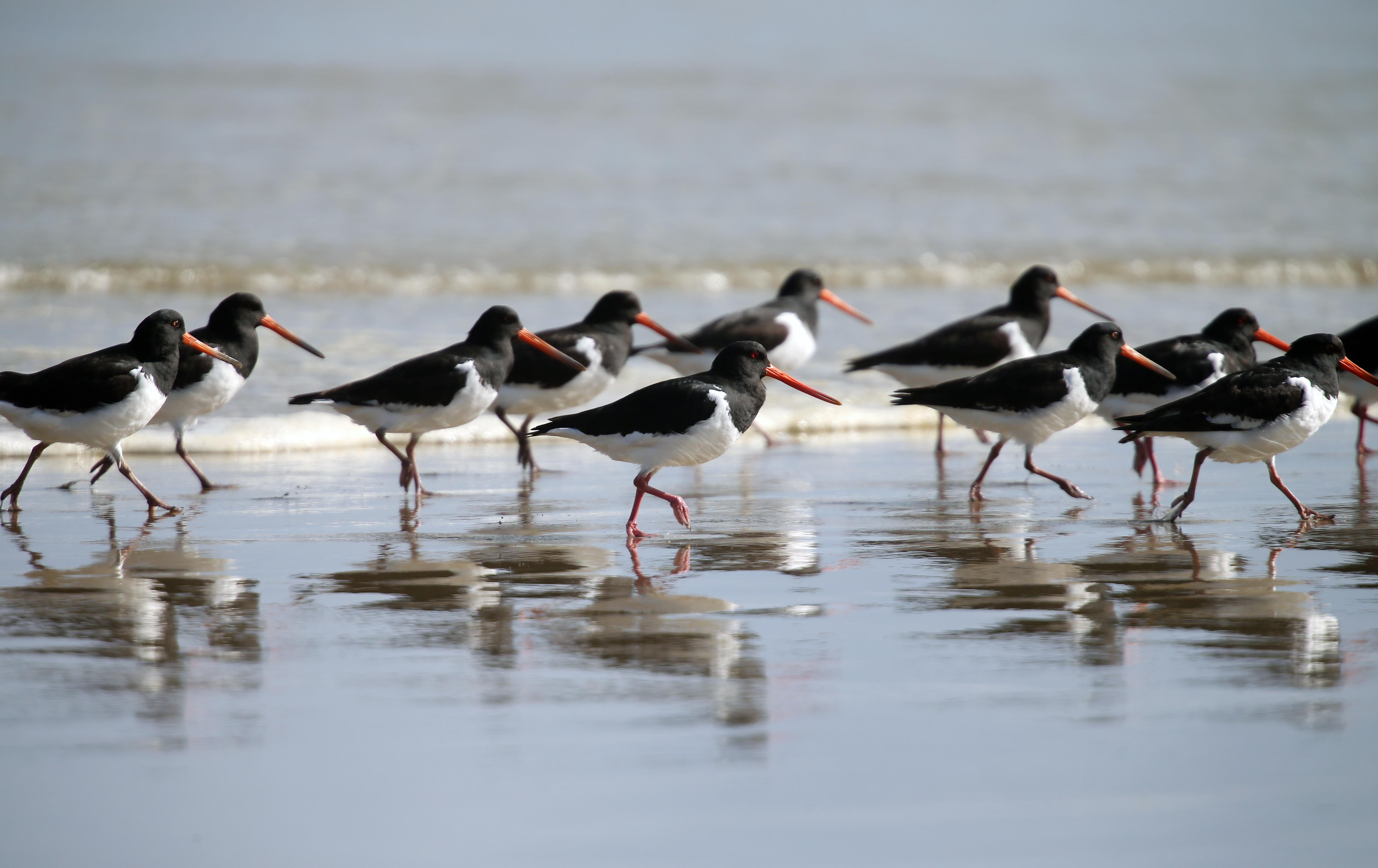 Today's hearing heard about the impact of helicopters on coastal birds. Photo / Michael Cunningham