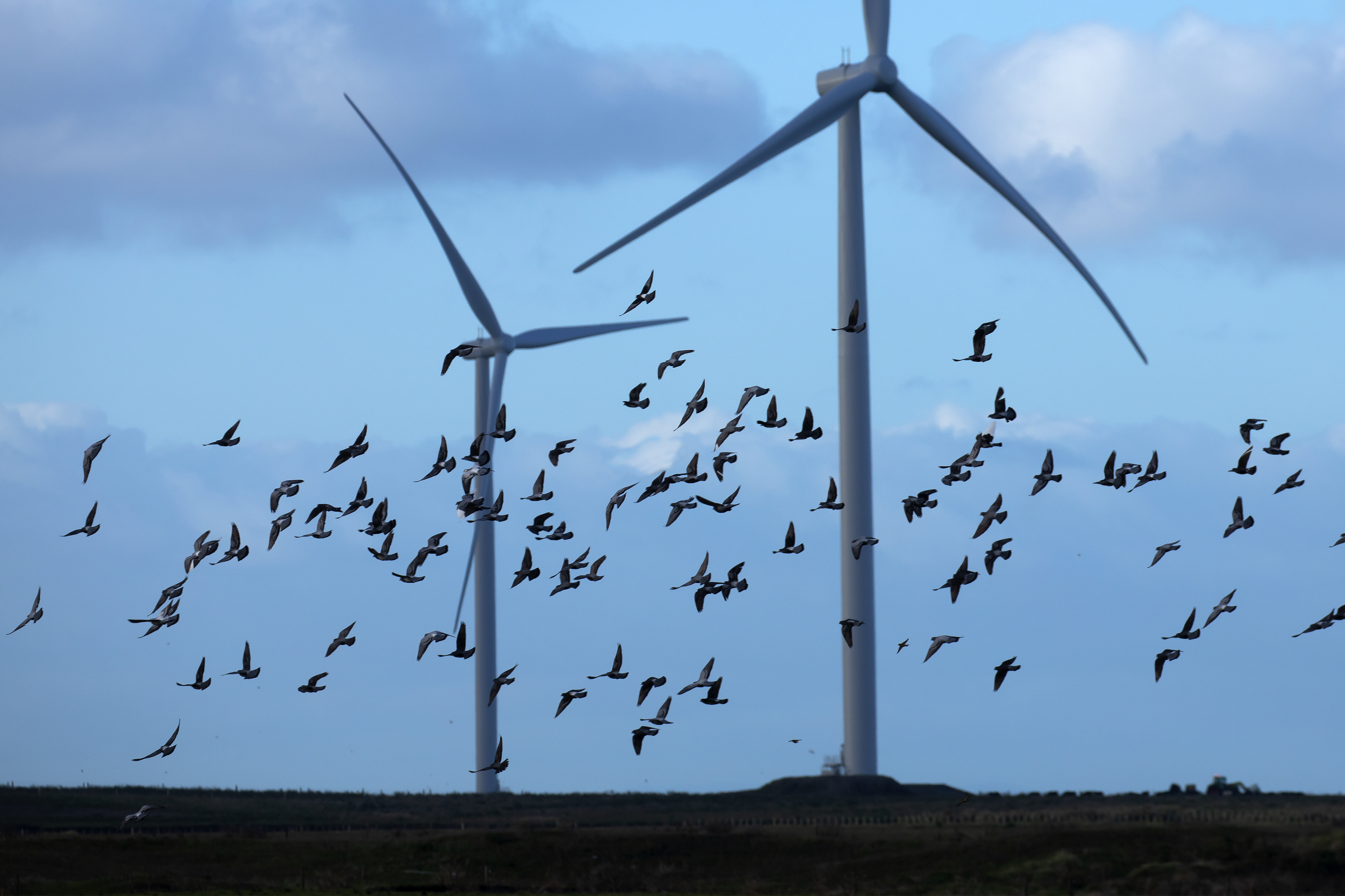 Wind farms will benefit from the Government's new fast-tracking consent regime and National's commitment to speed up consenting too. Photo / Brett Phibbs