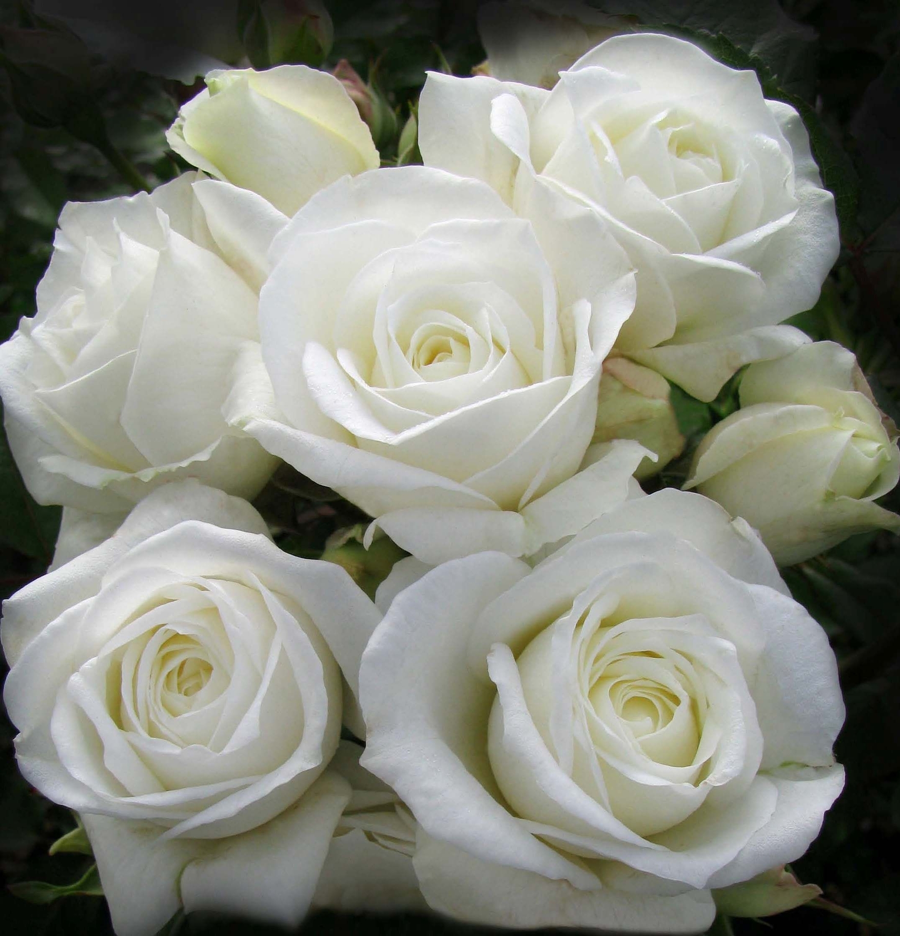 Роза чайно-гибридная Акито белая