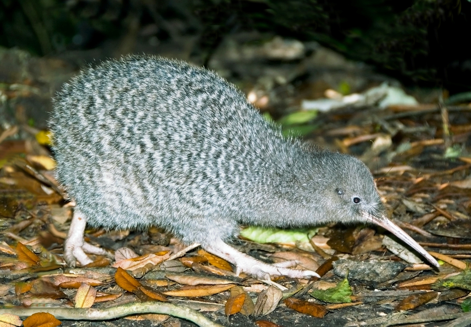 Footprints on a beach on Chalky Island indicated that the stoat had chased a little spotted kiwi. Photo / Sallie Bassett