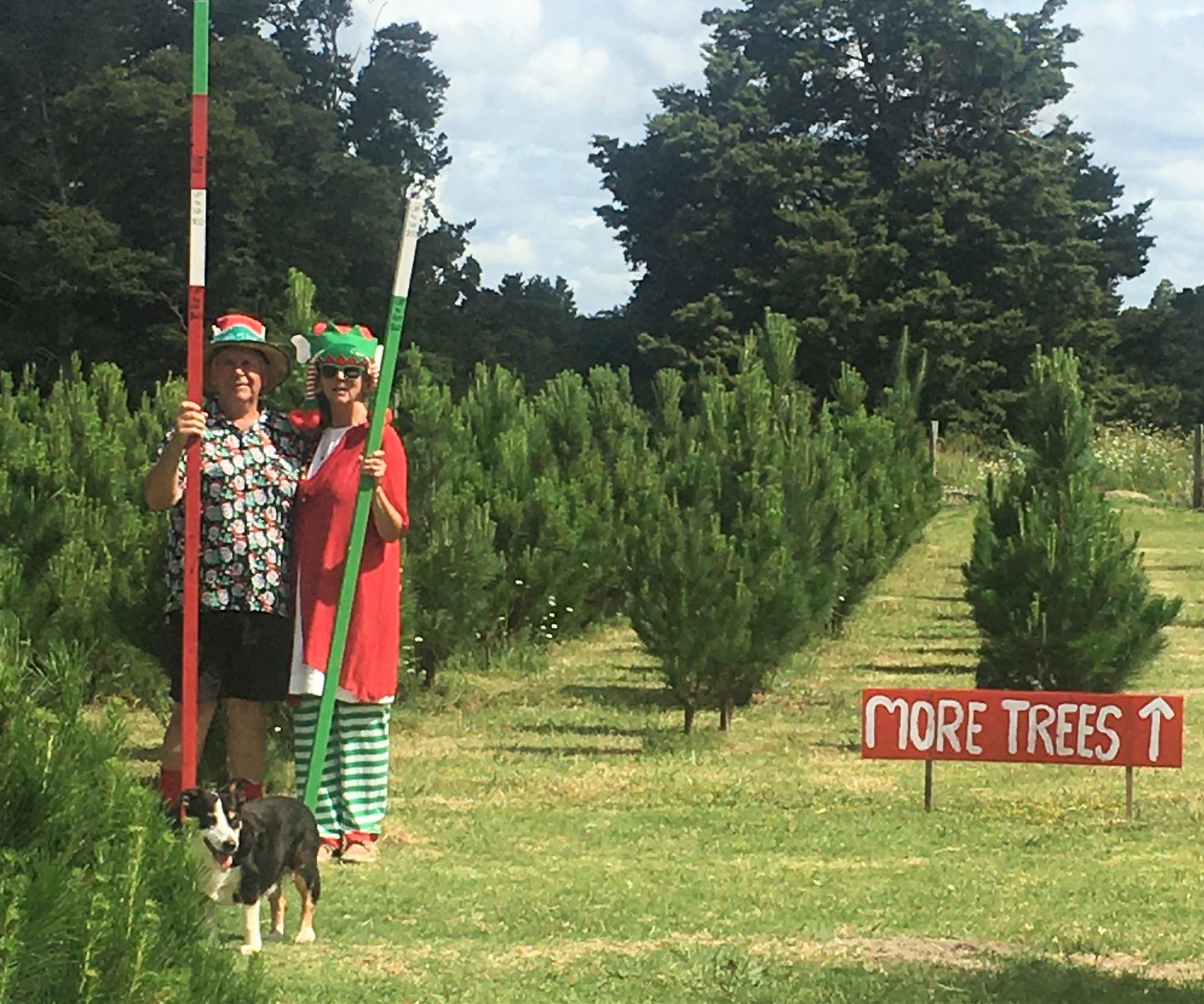 Puketona Christmas Tree Farm owner Andrew Thorne said a good tree will usually last one month if cared for properly. Photo / supplied