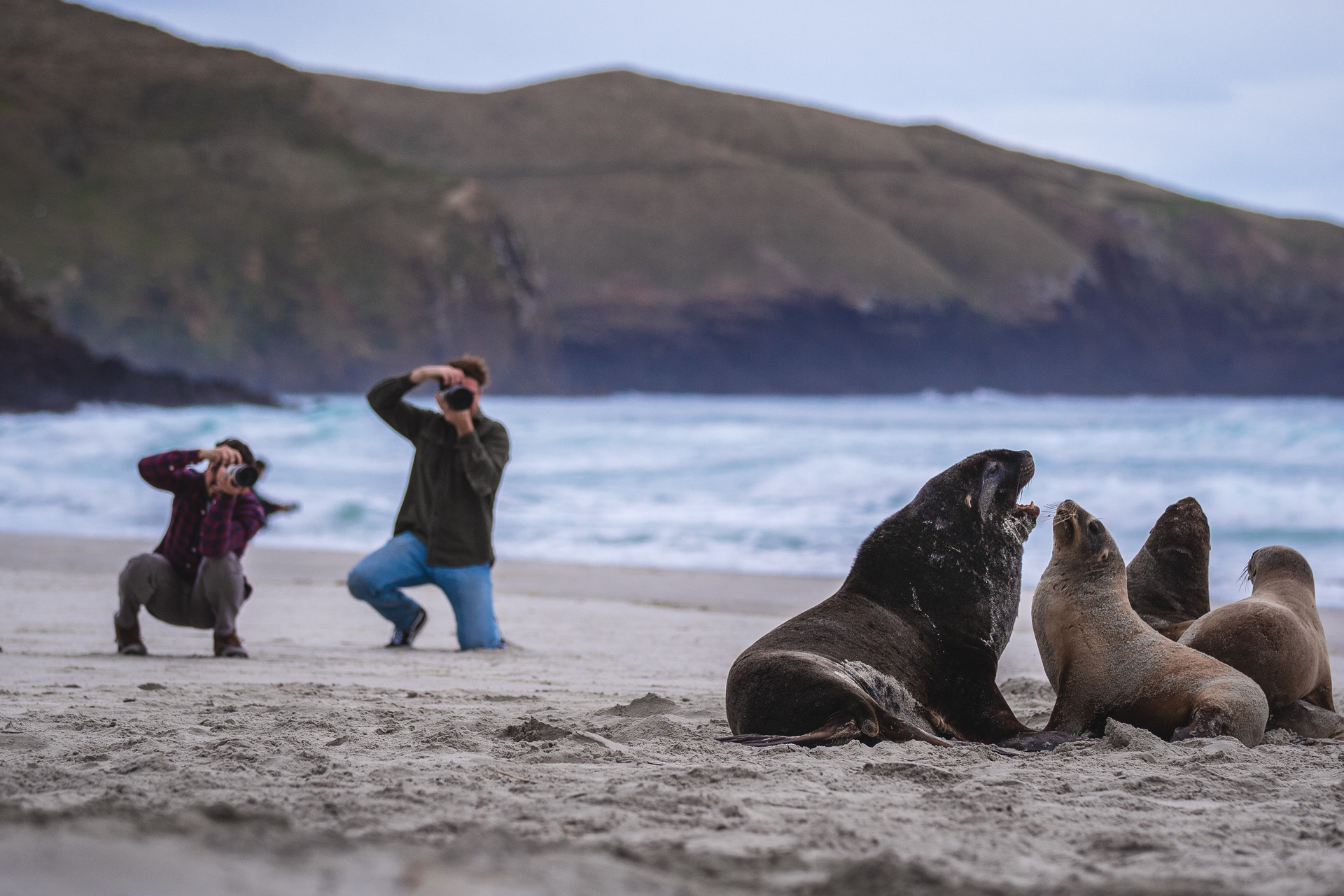Sealions on the sands of Allan's Beach, Dunedin. Photo / Dunedin NZ