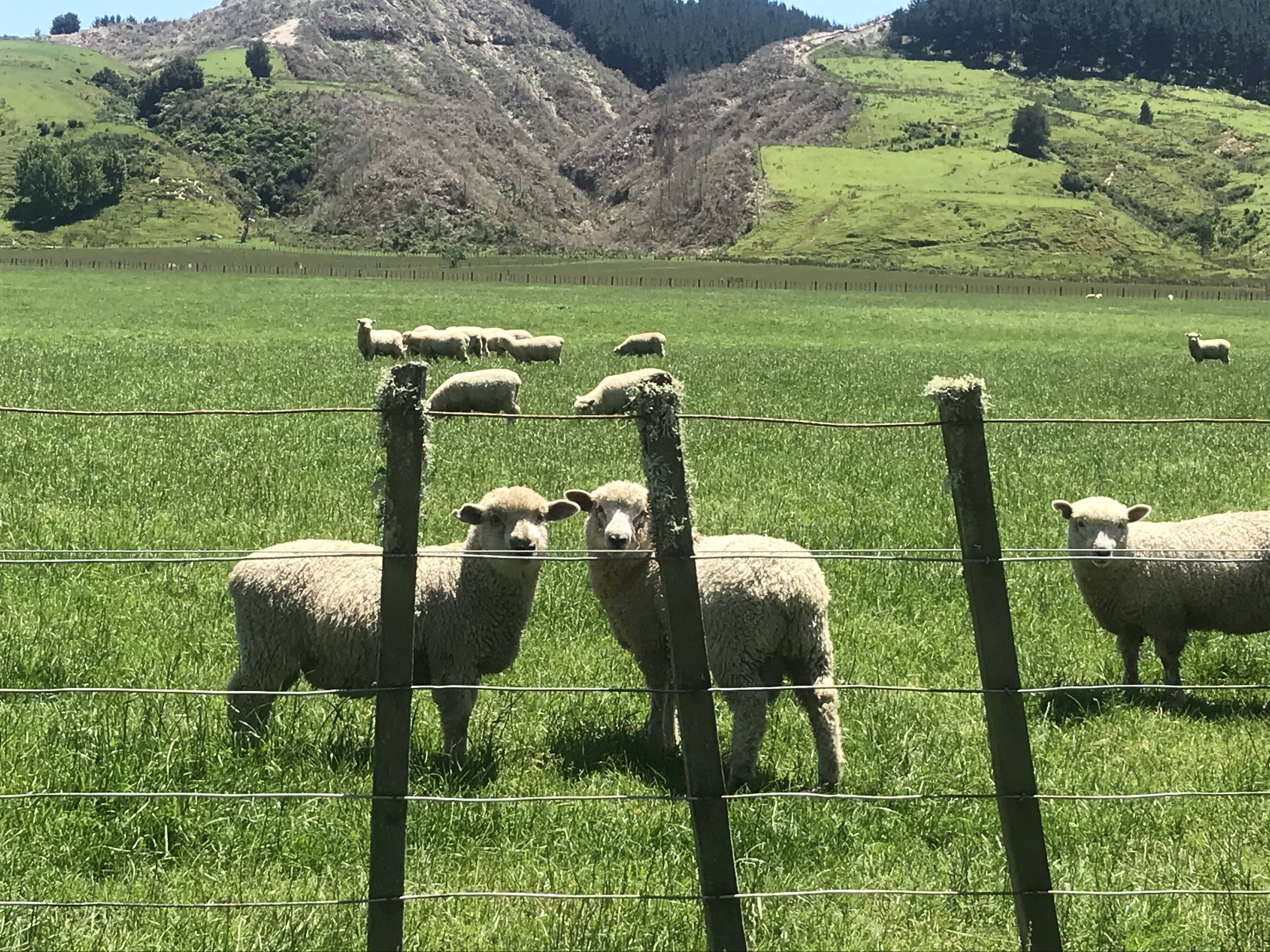 Increased competition from Australian sheepmeat exports caused issues for New Zealand. Photo / Rowena Duncum