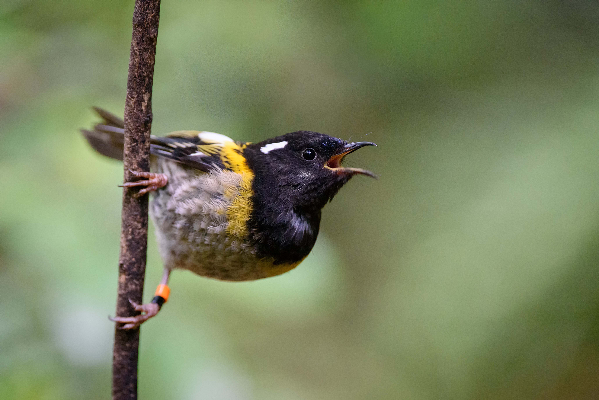 A male hihi or stitchbird. Photo / Leon Berard
