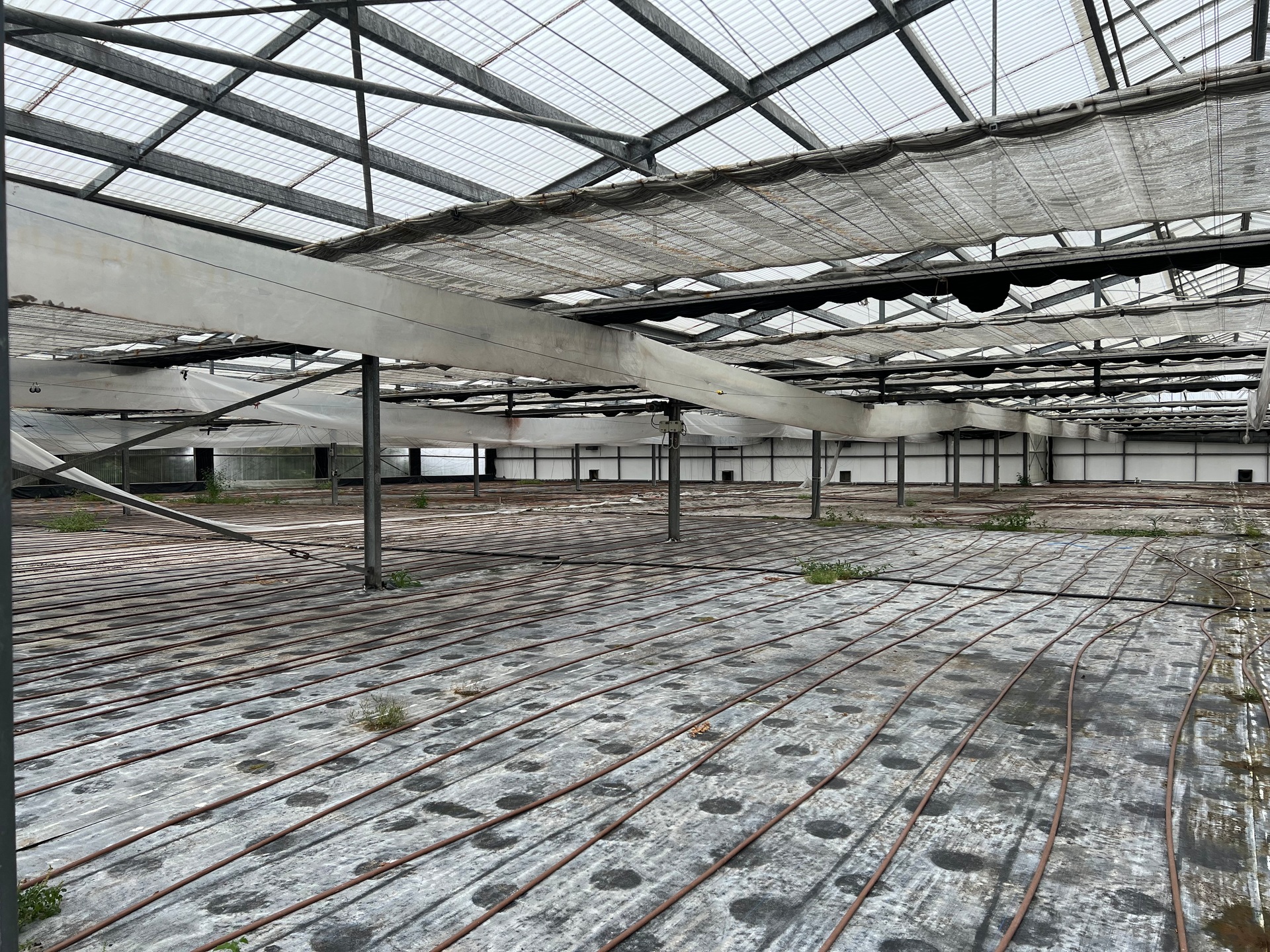 A dozen giant greenhouses - which formerly housed New Zealand's largest wholesale supply operation to garden centres and cut-flower sellers - will be replaced by a data centre campus. Photo / Chris Keall