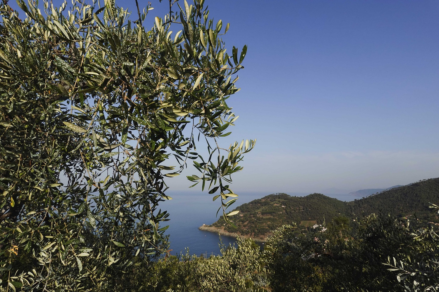 One-third of Italians have reduced their consumption of extra virgin olive oil due to skyrocketing prices, according to a recent survey. Photo / AP
