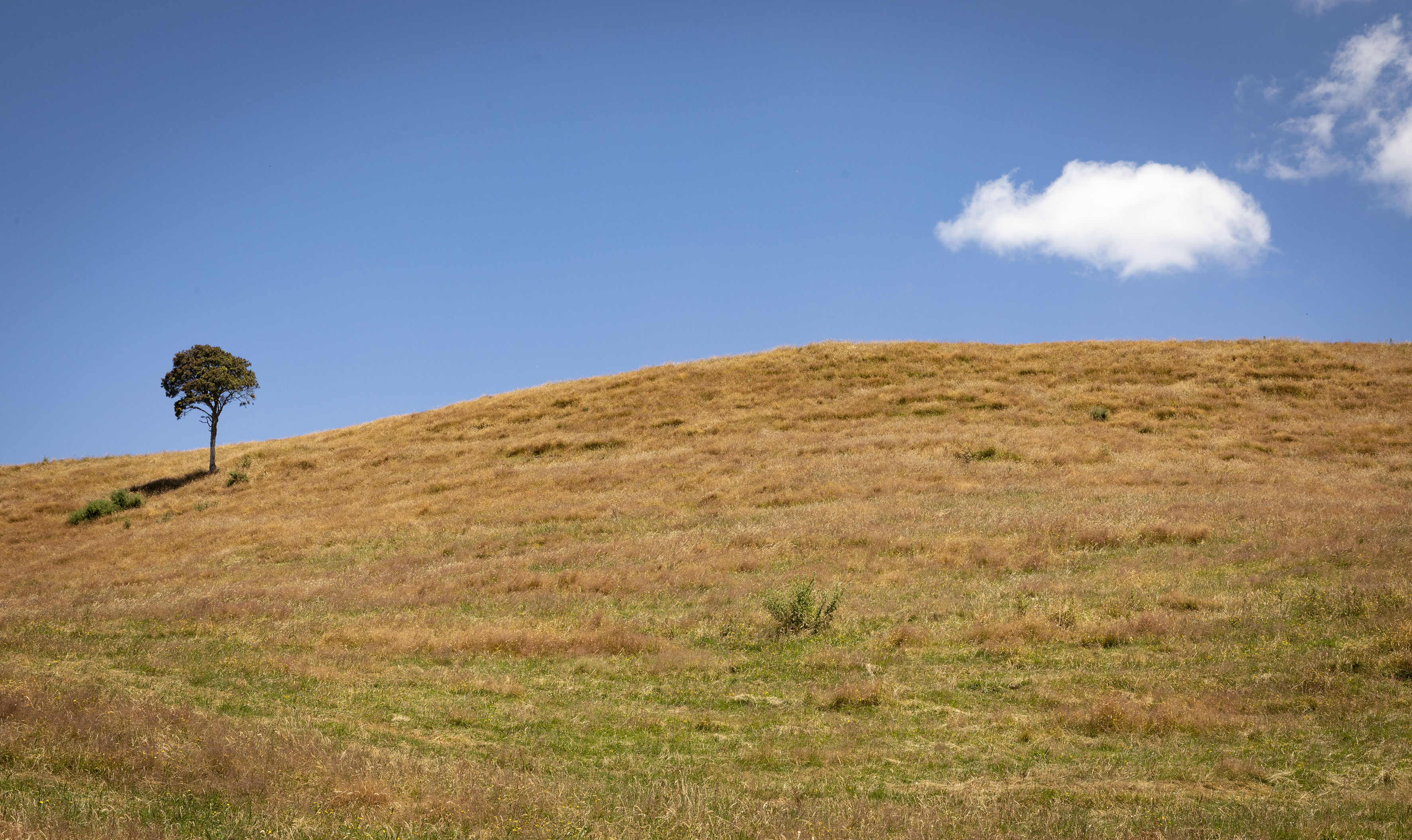 Paddocks across the Far North and the whole of Northland and Auckland are drying up, sparking a restricted fire season imposed across the whole area.