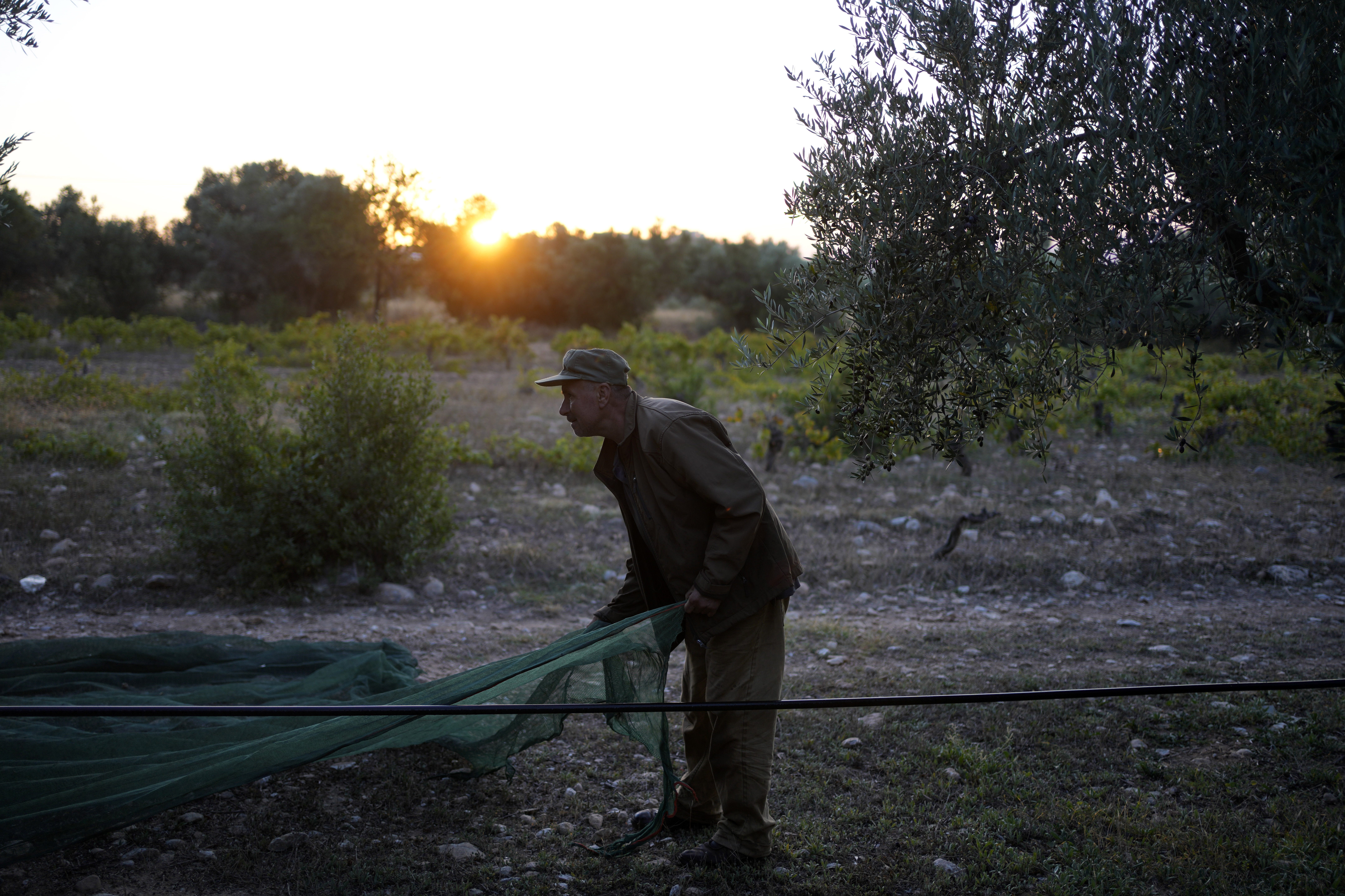 A worker spreads a collection net during the harvest of olives in  Spata suburb, east of Athens, Greece. Photo / AP
