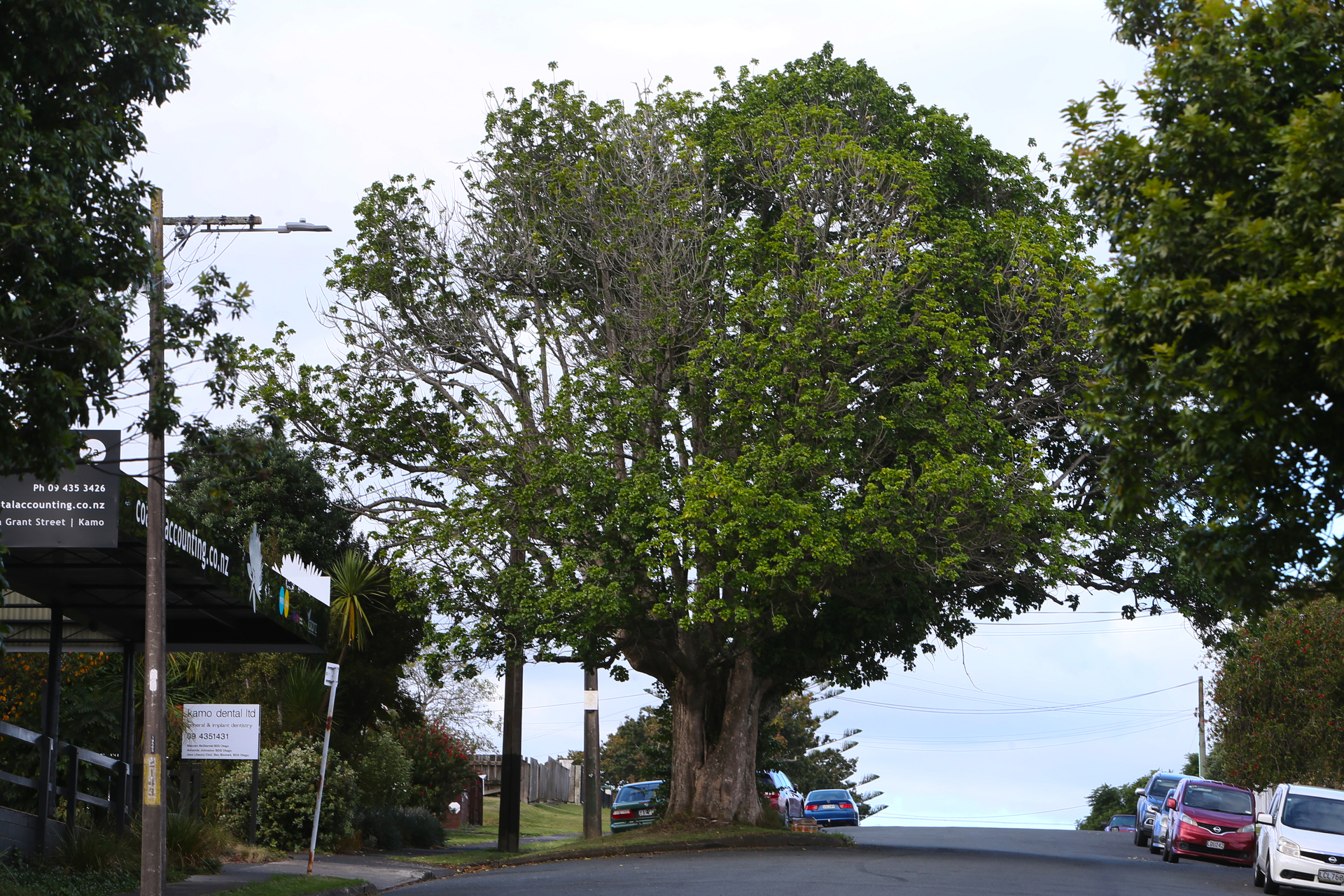 After 22 years of growth, natives like the puriri tree in Kamo, store more carbon than radiata pine. Photo / Tania Whyte