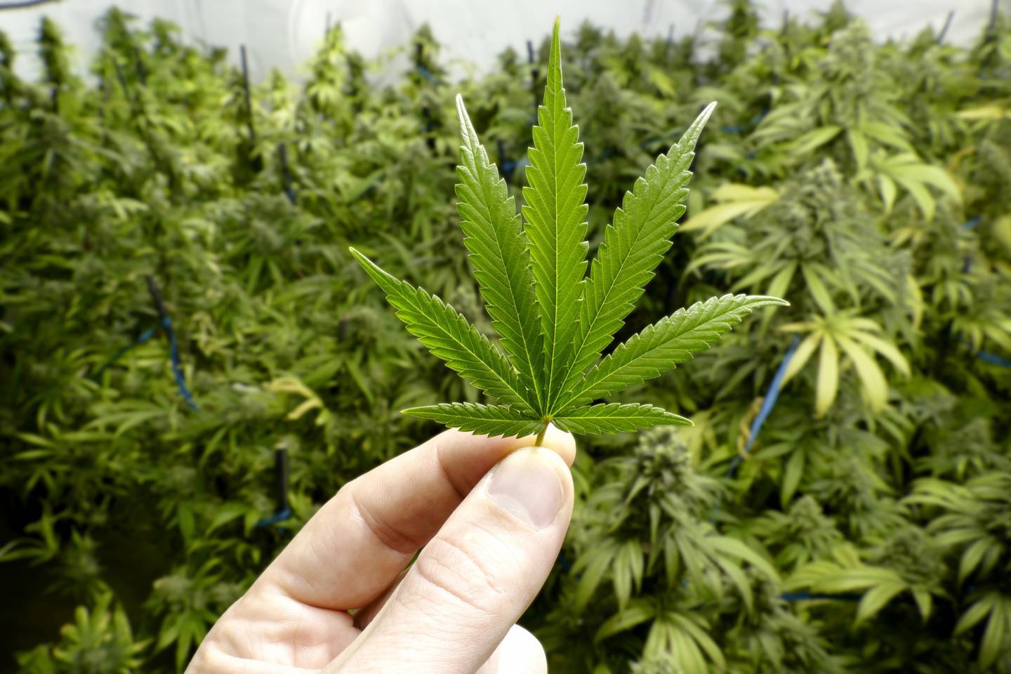High Alert says an increasing amount of cannabis is being grown in New Zealand contaminated with dangerous PGR chemicals. Photo / 123RF