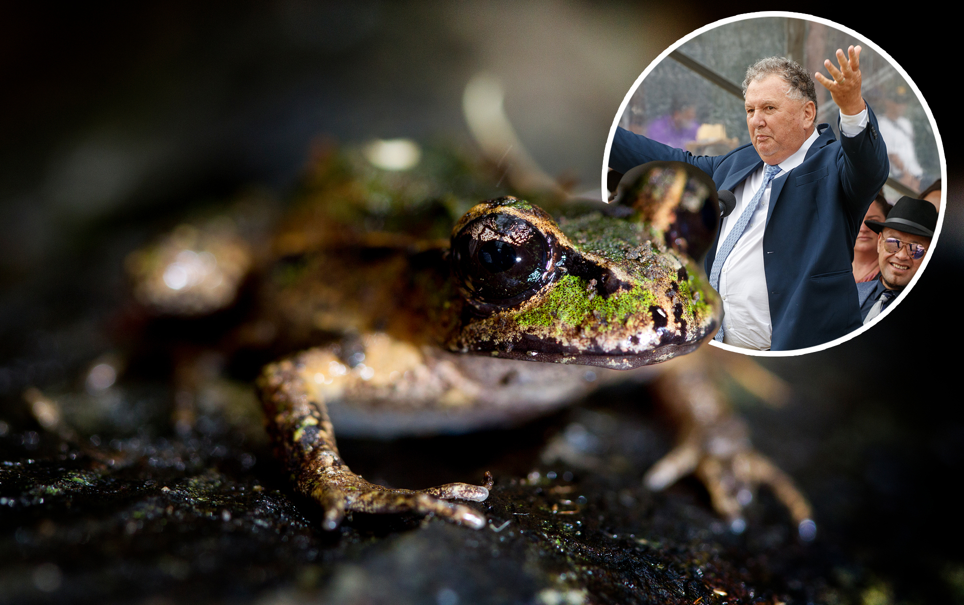 Resources Minister Shane Jones (inset) started a conversation last week about mining on conservation land – and saving his endangered amphibian nemesis, “Freddy the frog”.