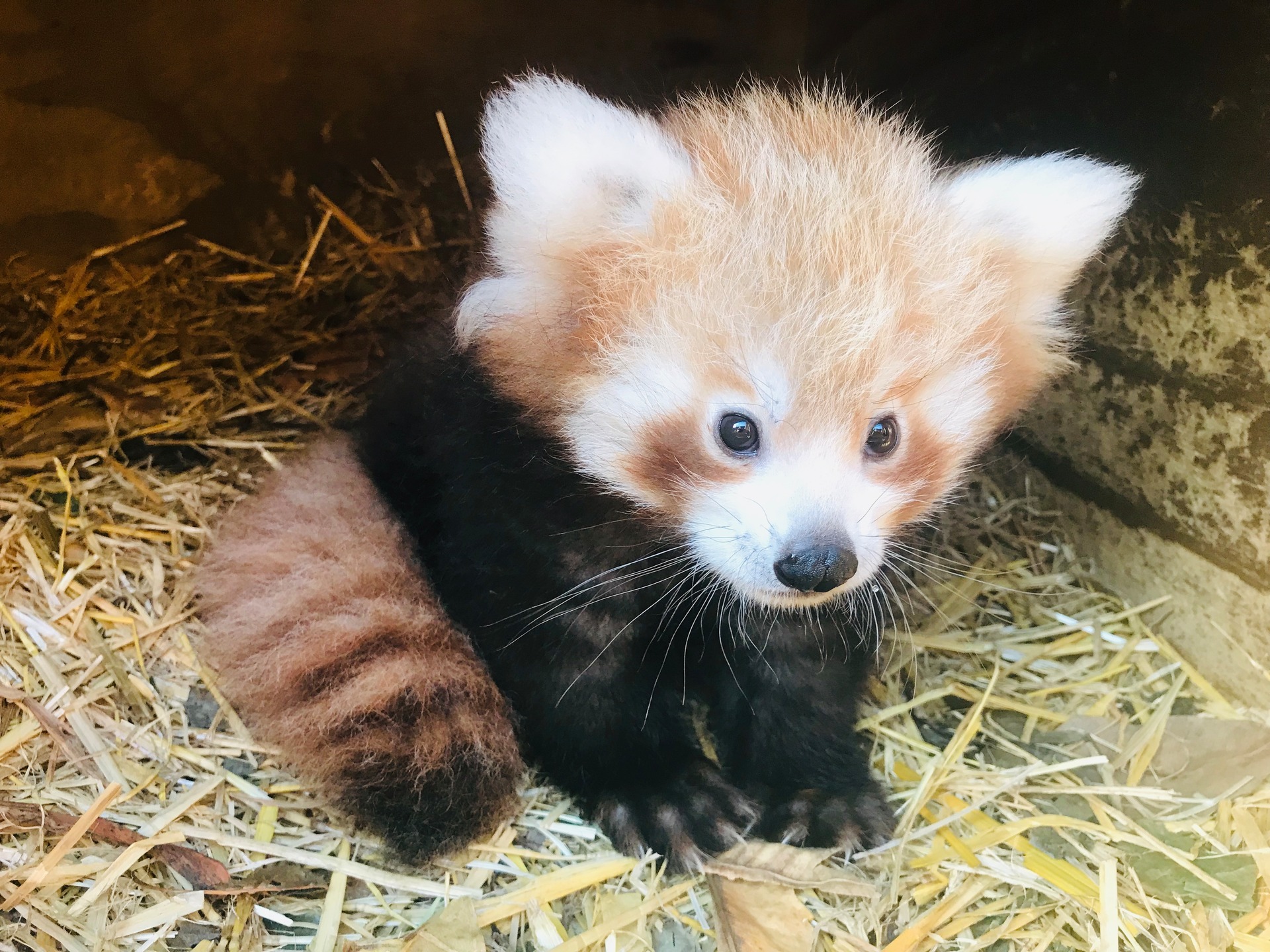 The cute, curious and cuddly babies born at our zoos this year - NZ Herald